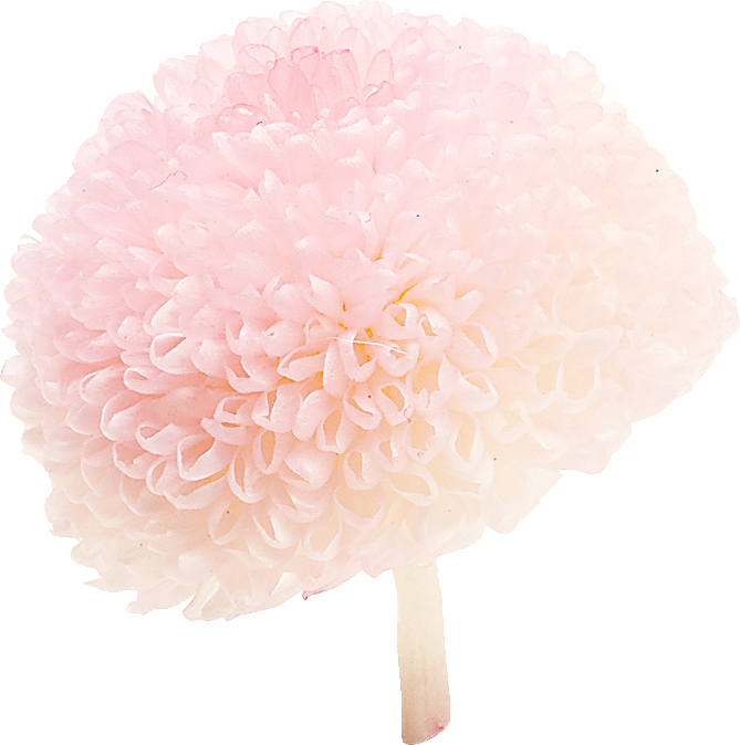 ポンポン菊・ミディ ホワイトピンク
