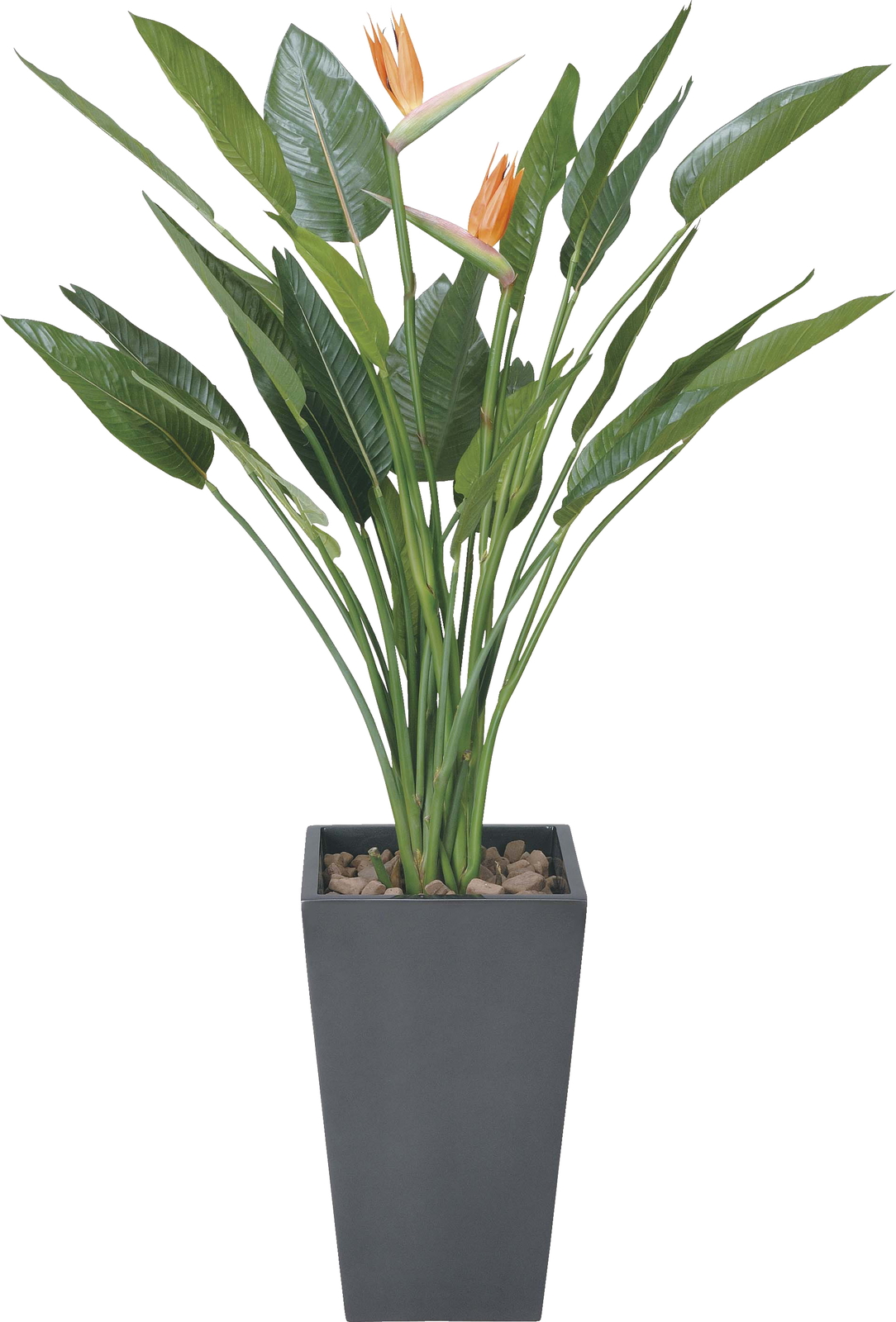 【送料別途】ア−トストレチア花付1.8