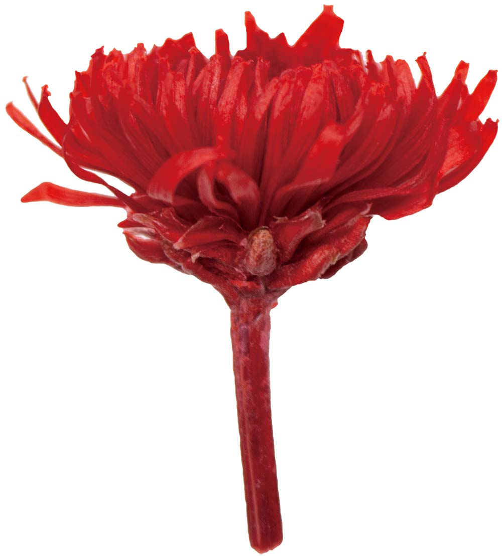 PMポンポンスター レッド