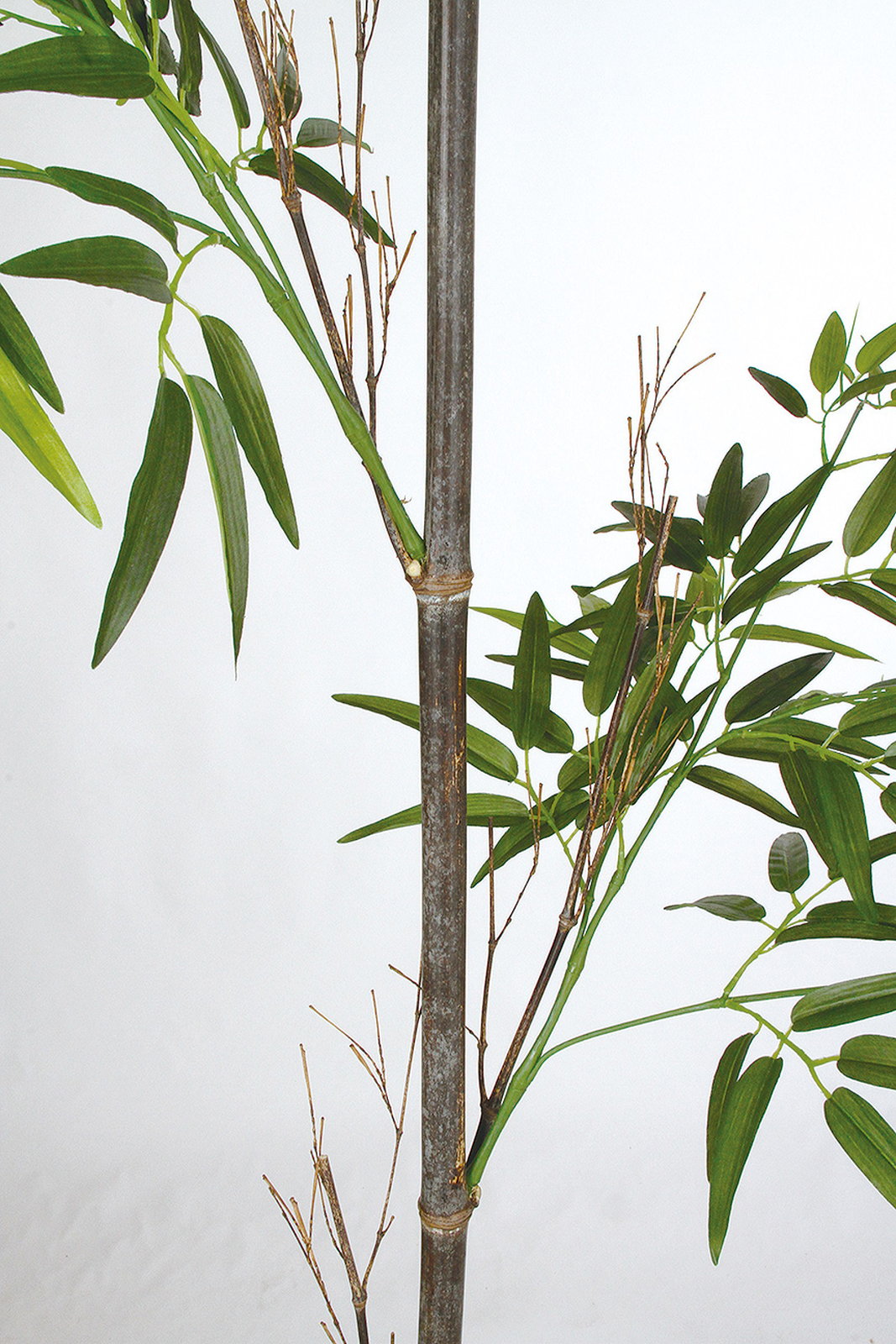 【送料別途】黒竹1本立 230cm