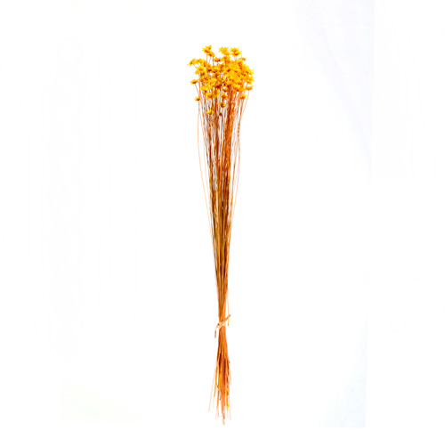 ｸﾞﾘｸｼｱ ﾄﾞﾗｲ: ドライフラワー ｜ YDMオンラインストア ｜ 横浜