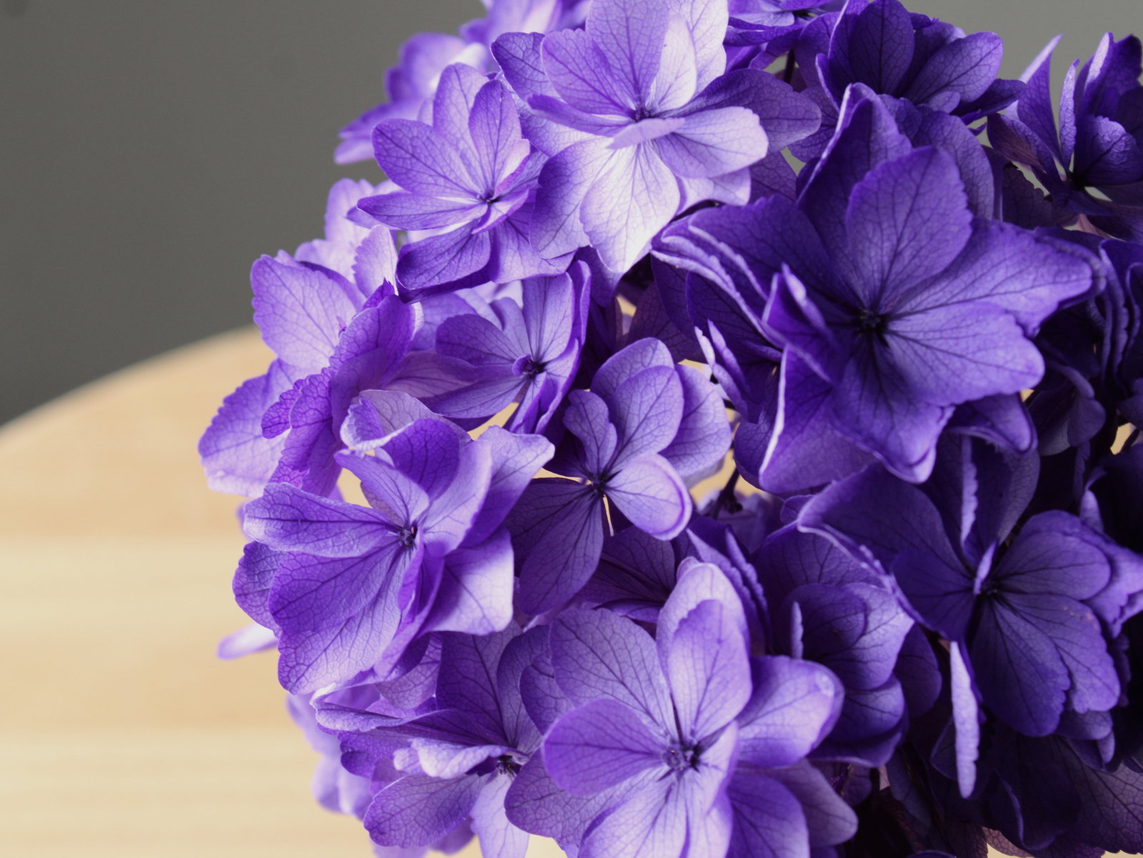 ひなアジサイ パープル