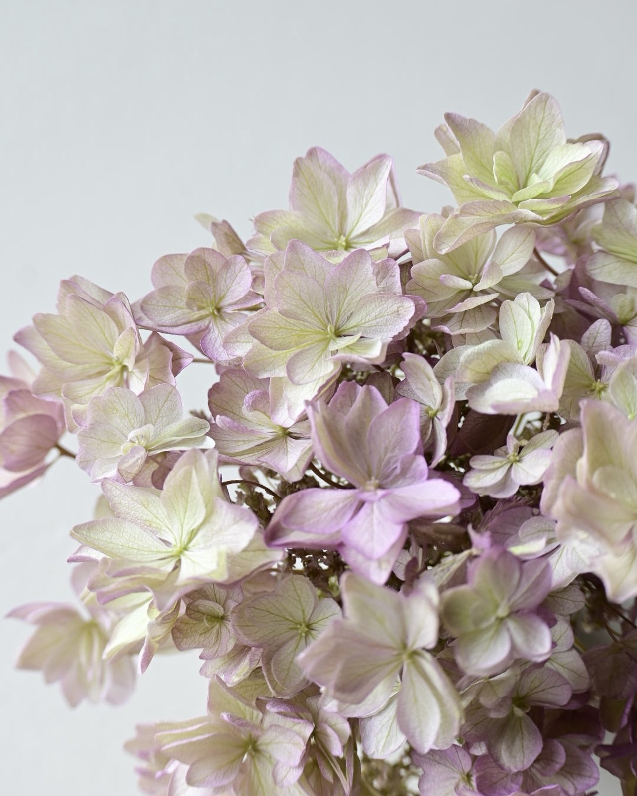 �Ђȱ�޻��ͯ�޸�ذ��߰���