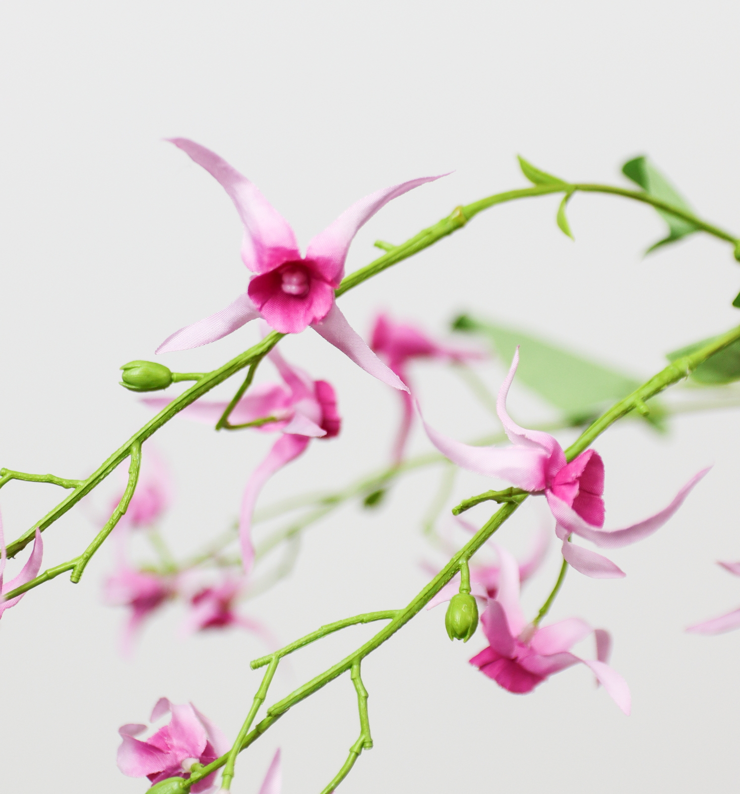 �����ި��