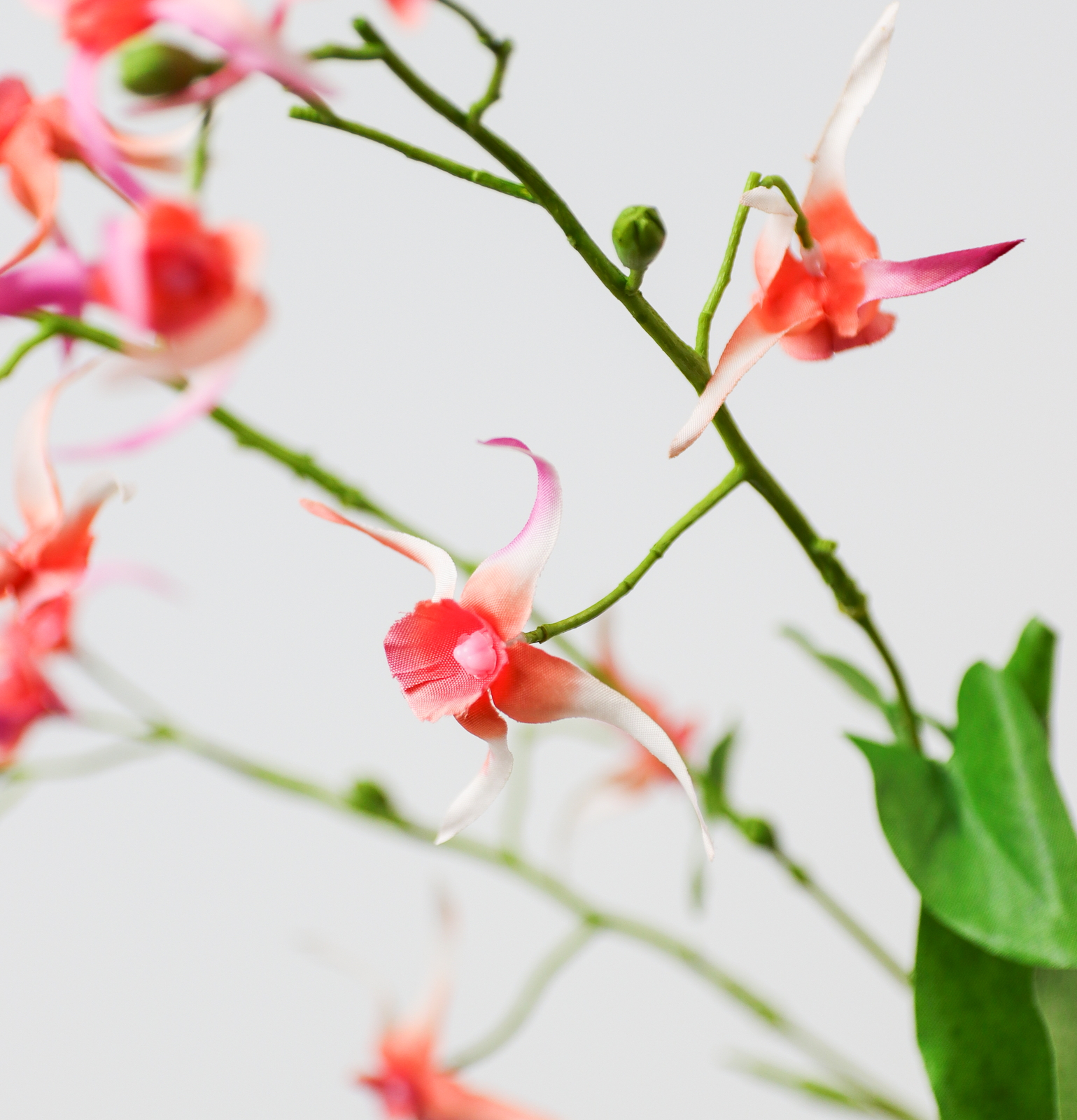 �����ި��