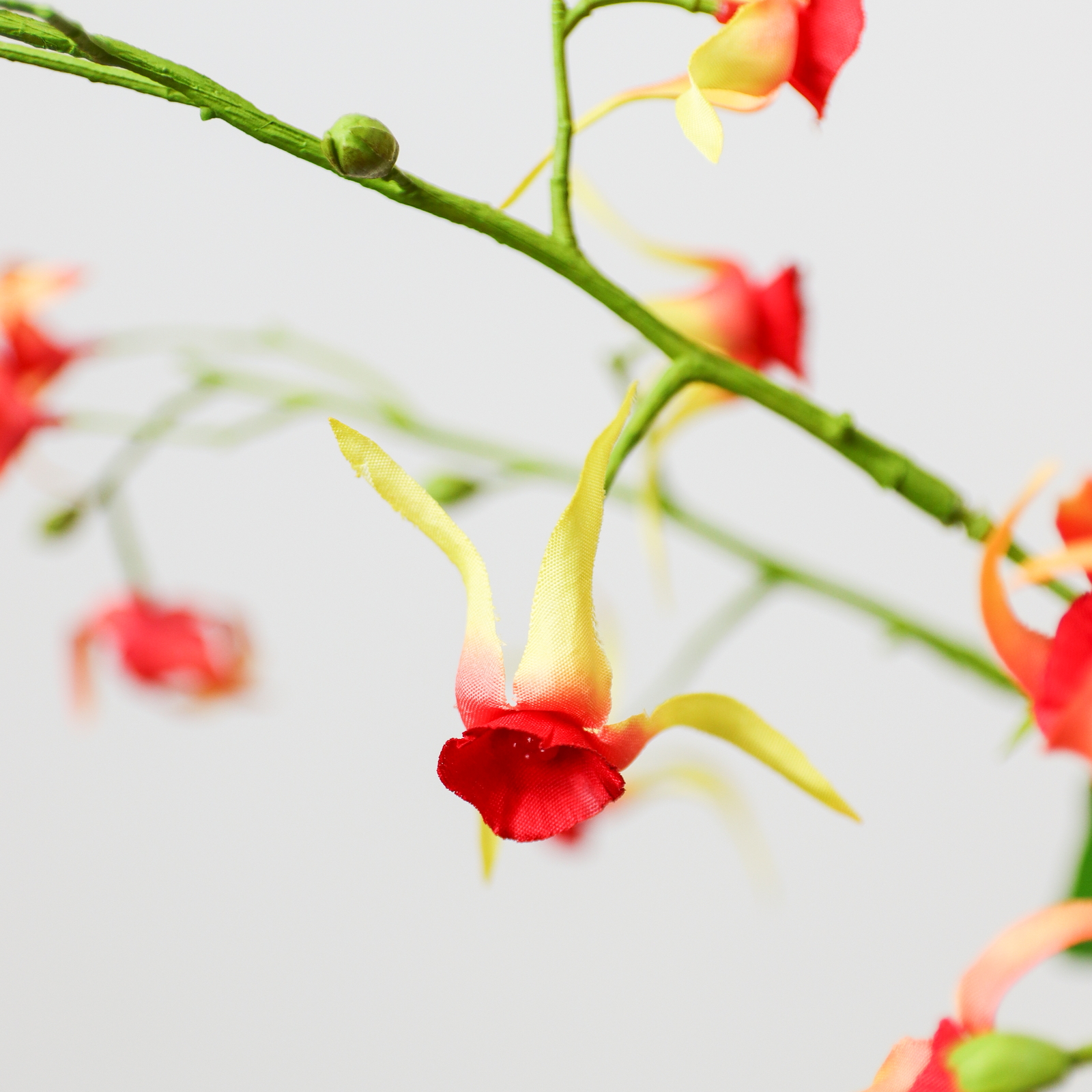 �����ި��