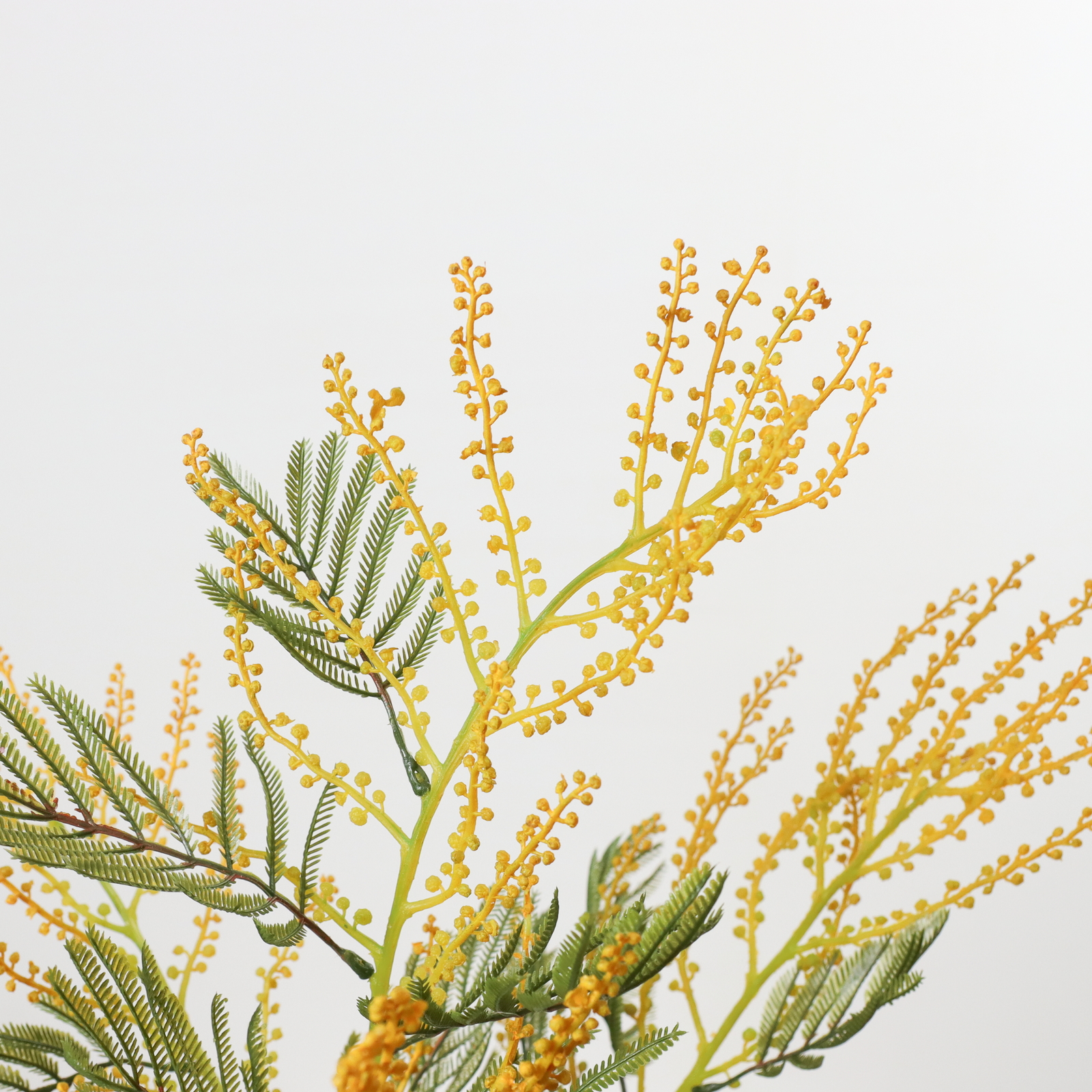 ミモザブランチ