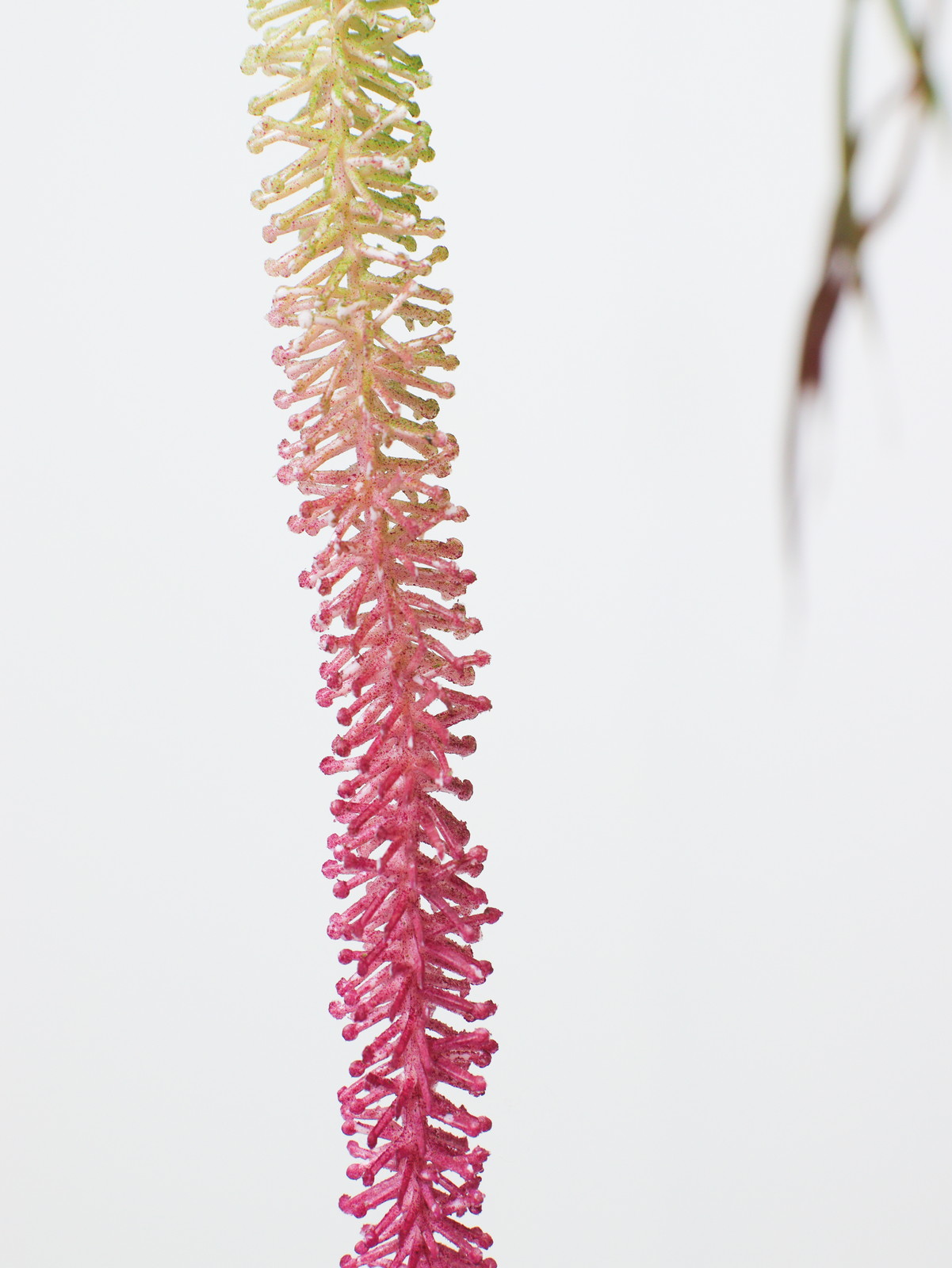 ���ݻ��ݶް