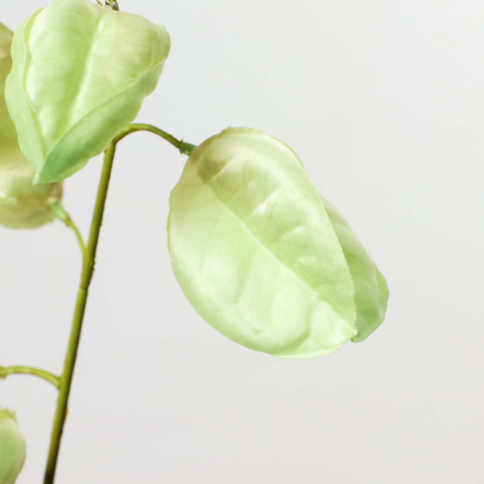 フウセントウワタ