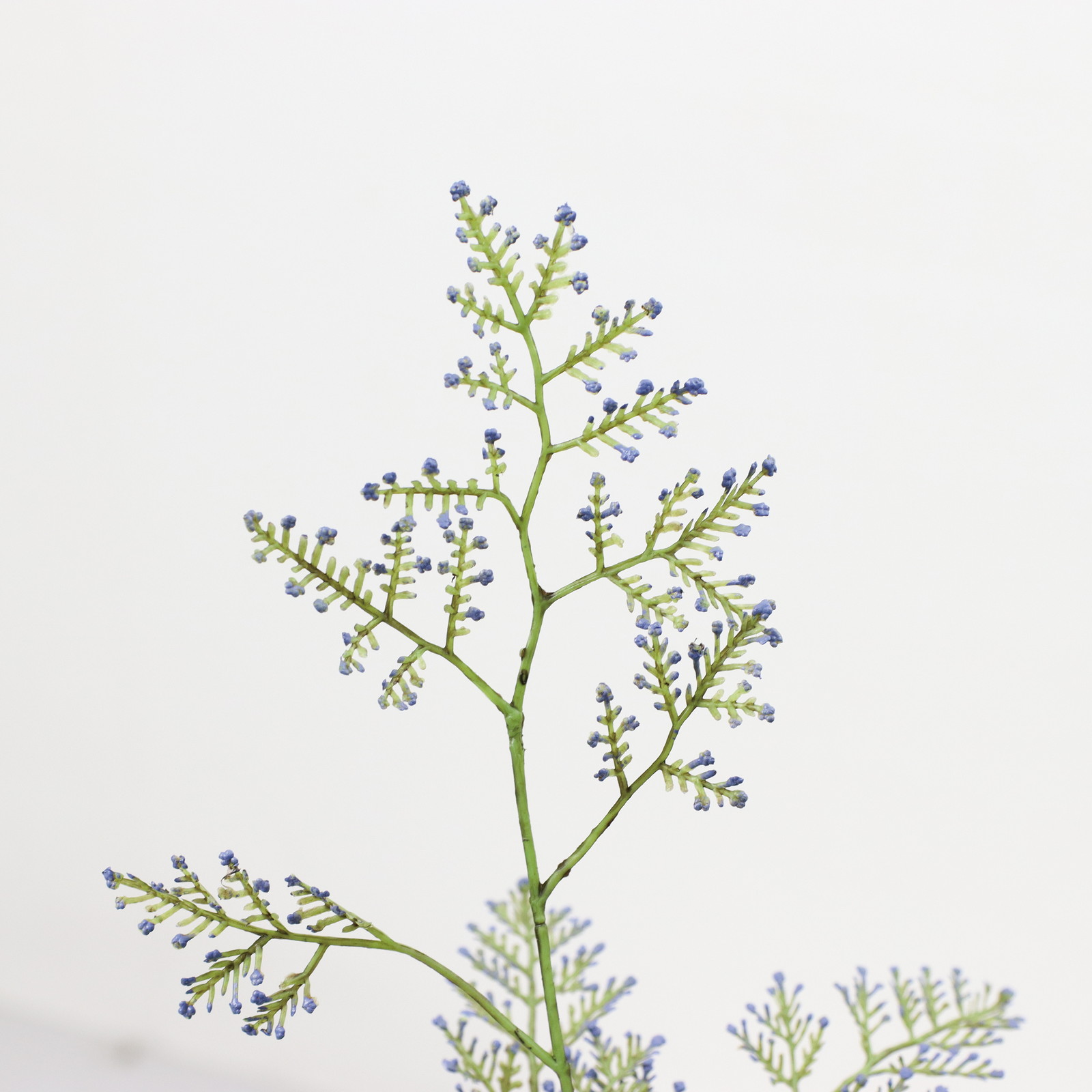 ��Ƴ������