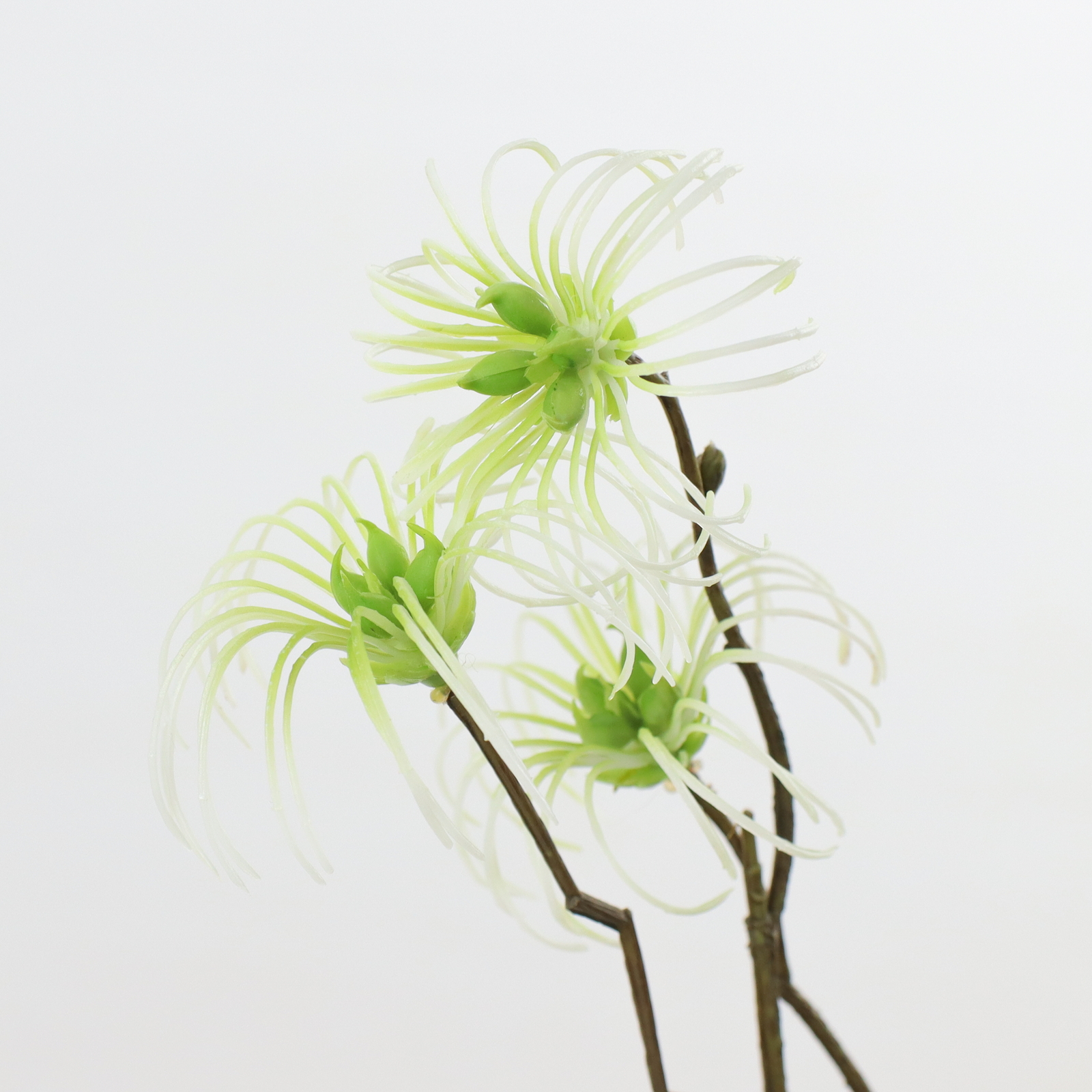 クレマチスシードブランチ