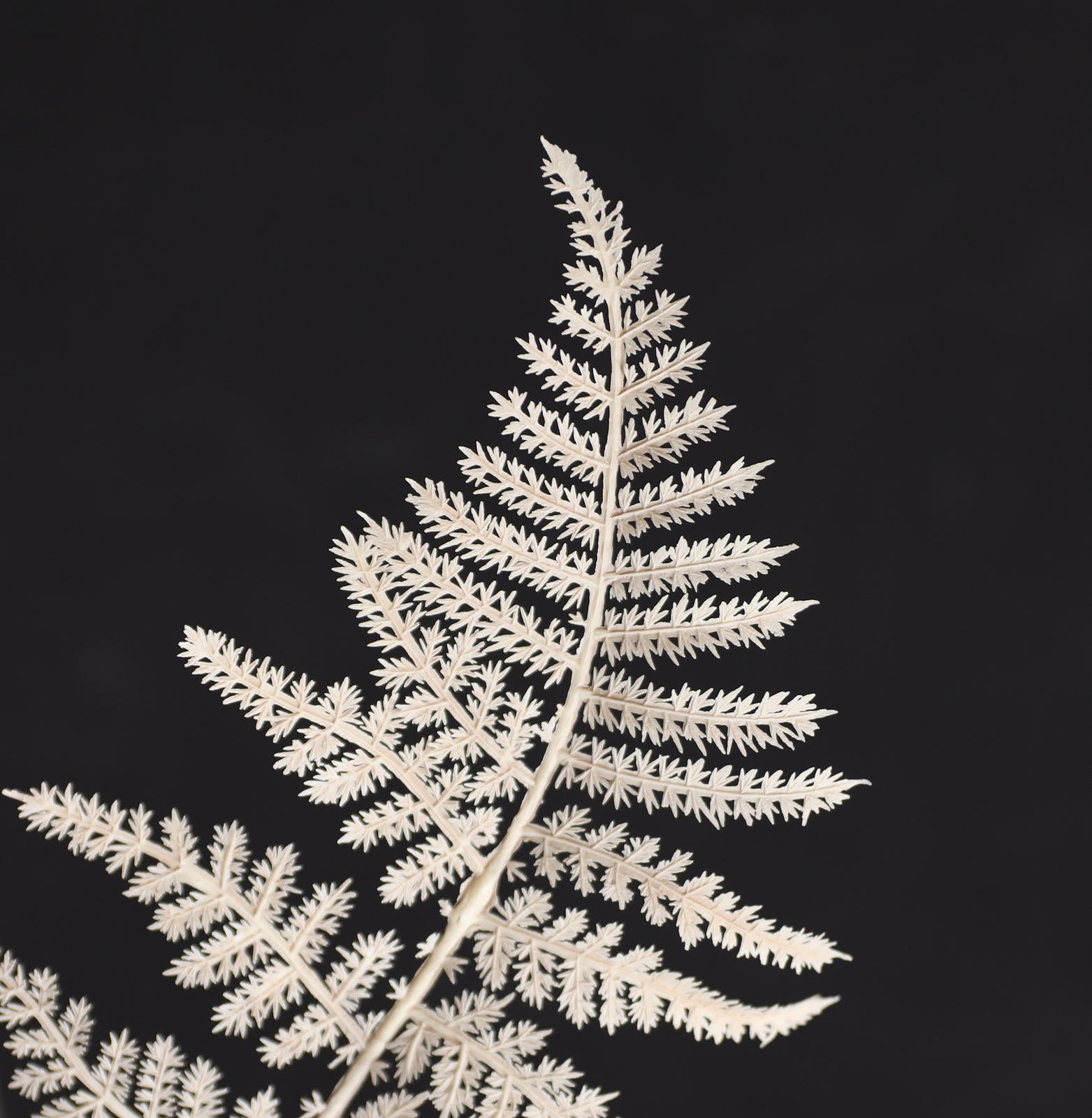 �װ��ް���ڰ