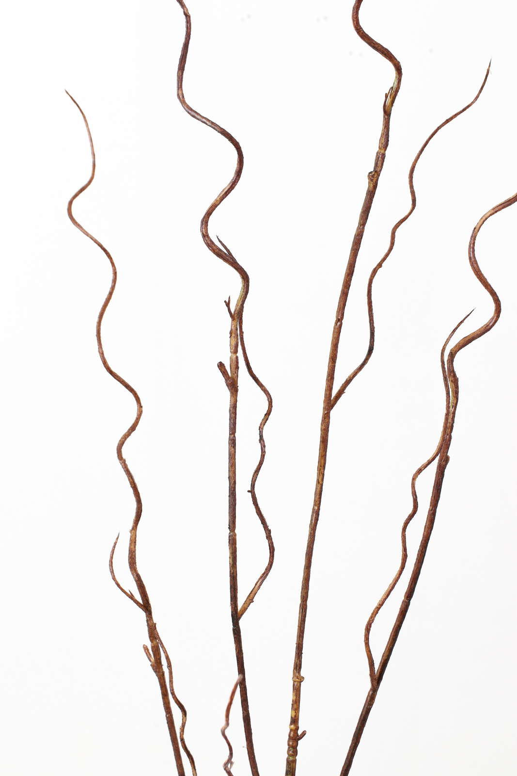 ワインディングペイントブランチ