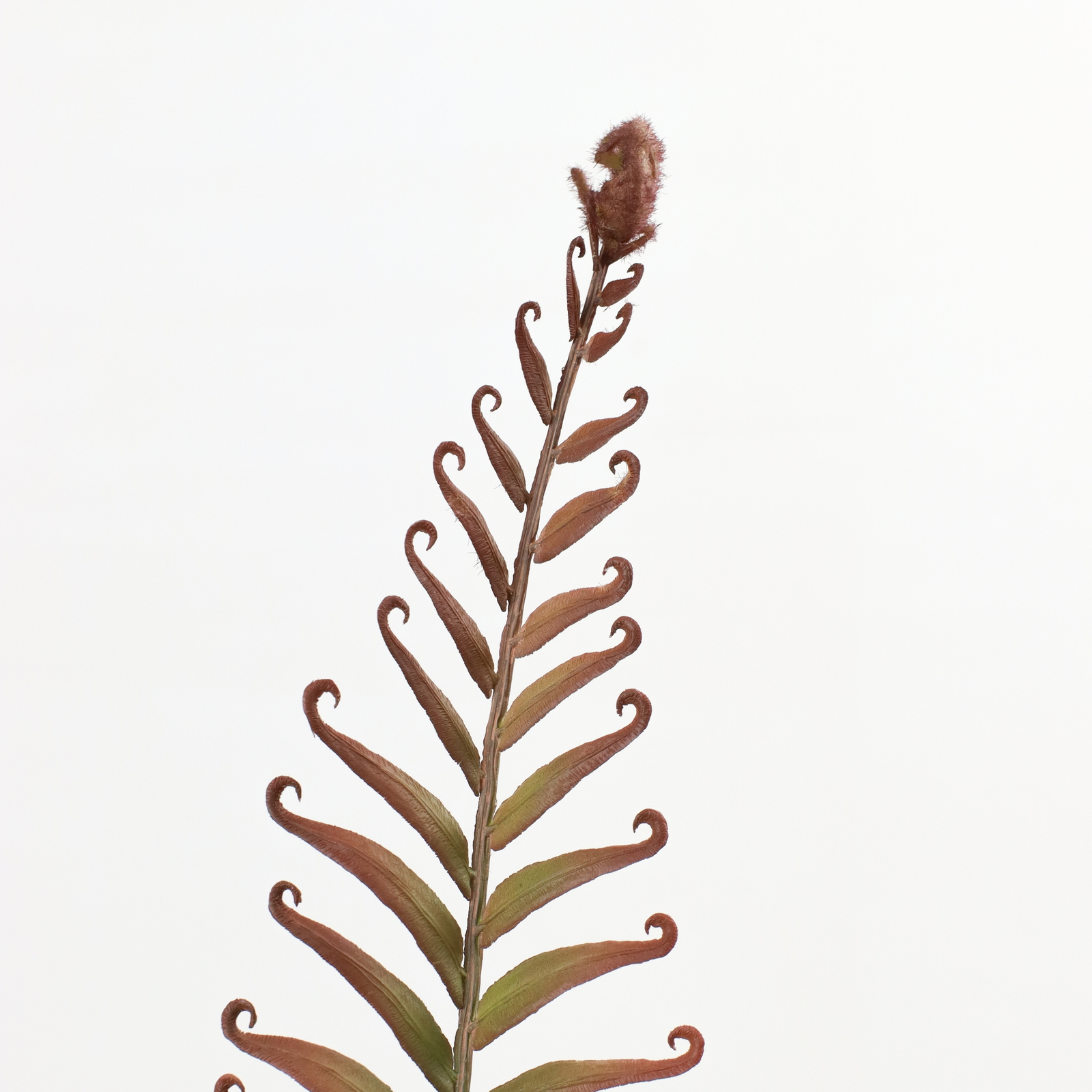 ��ذ̧��ذ�