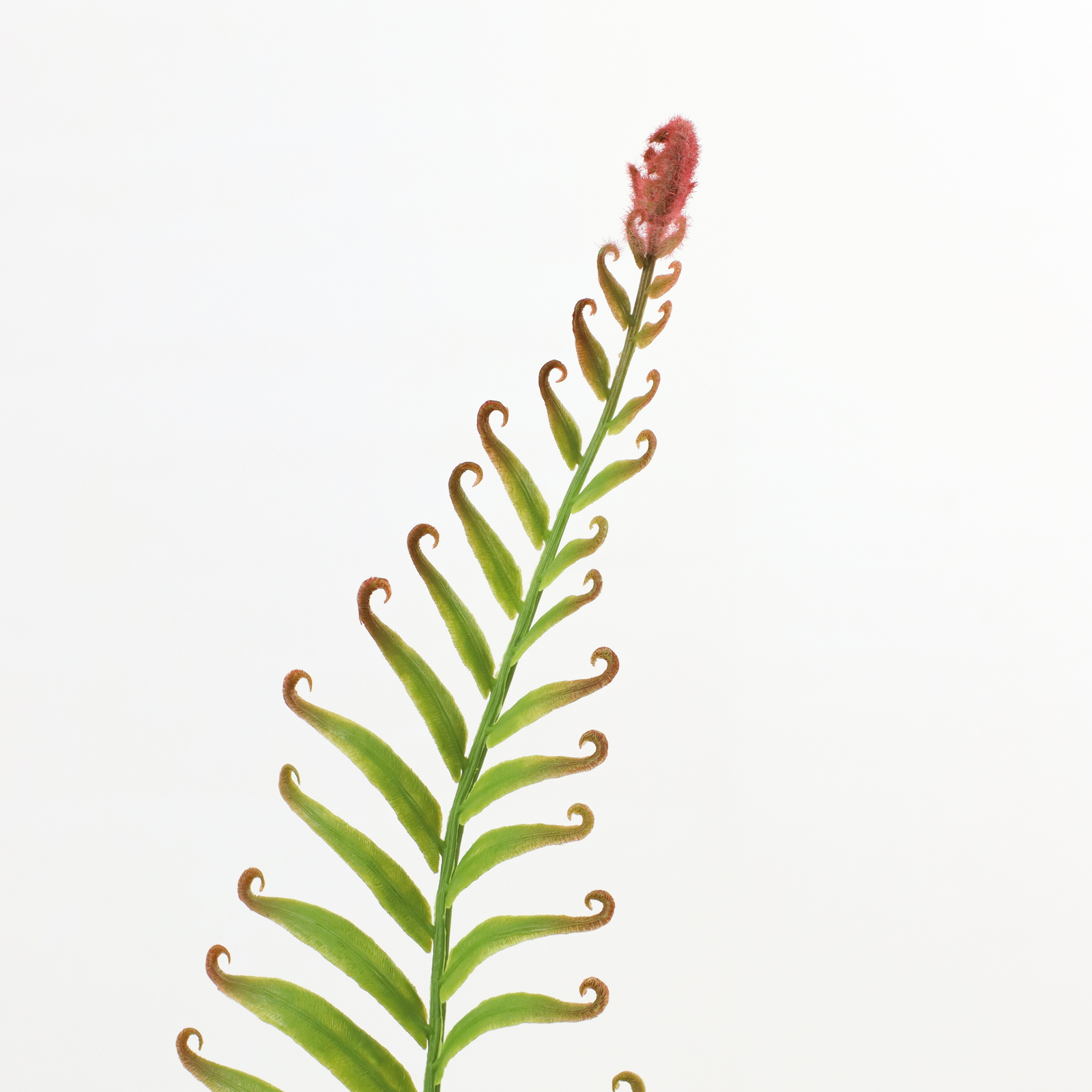 ��ذ̧��ذ�