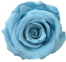 メディアナローズ カラーパレット アクア