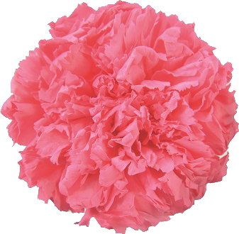 ミニカーネーション カラーパレット ポップ