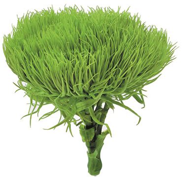 �O���[���{�[�� �A�b�v���O���[��