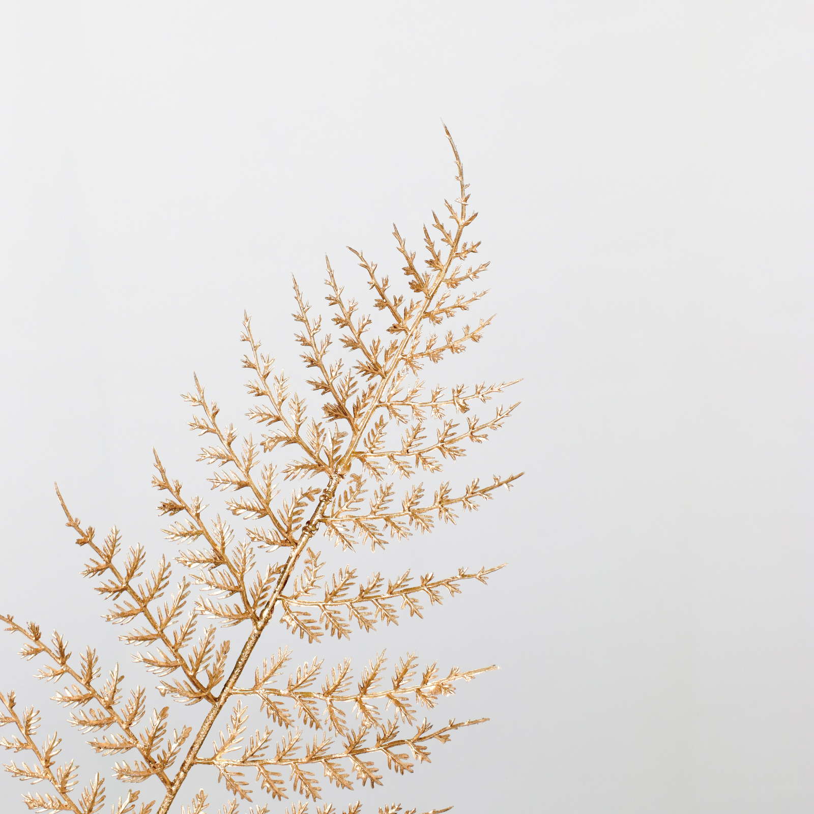 元上代¥280 ブリリアントシダーリーフ