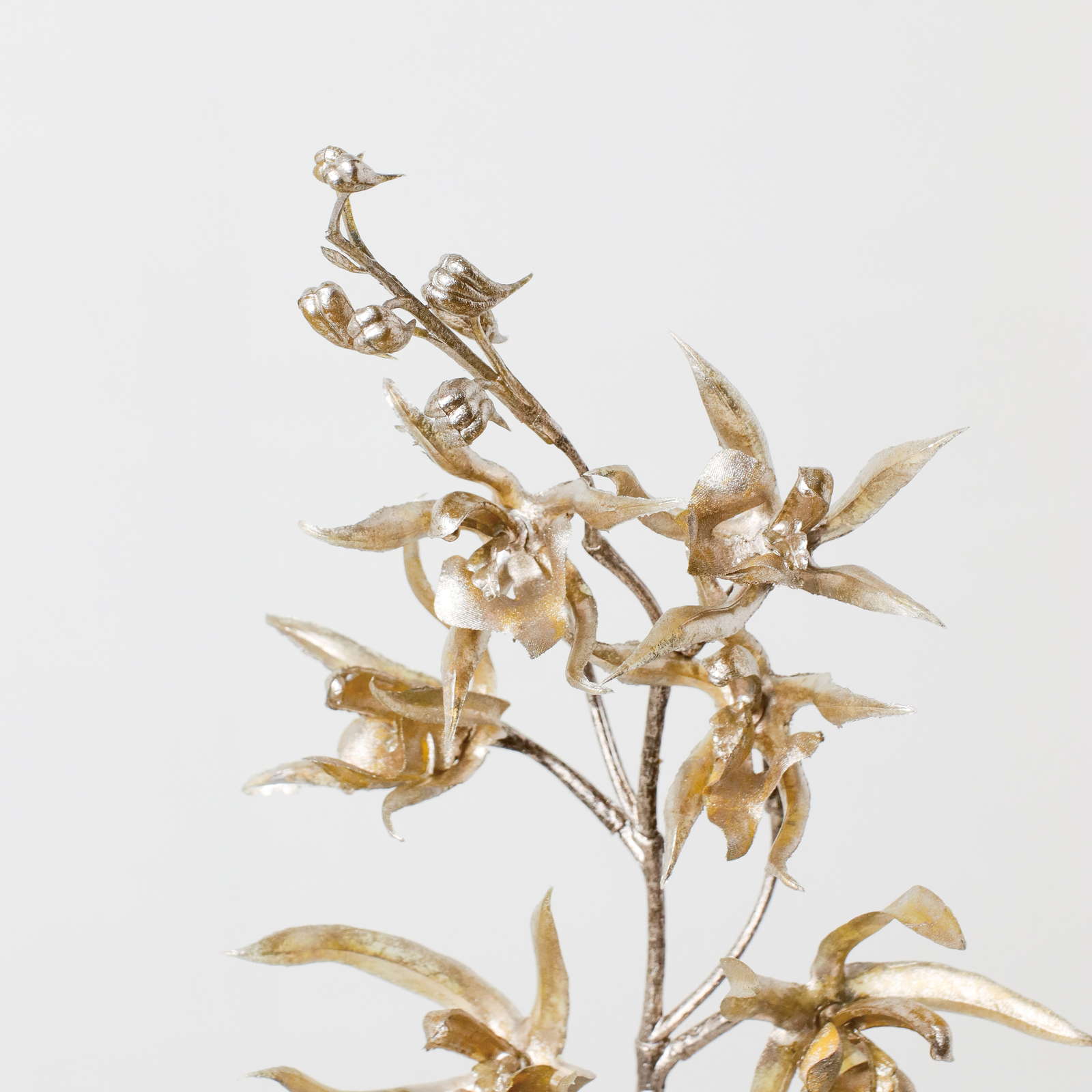 元上代¥680 ブリリアントオーキッド