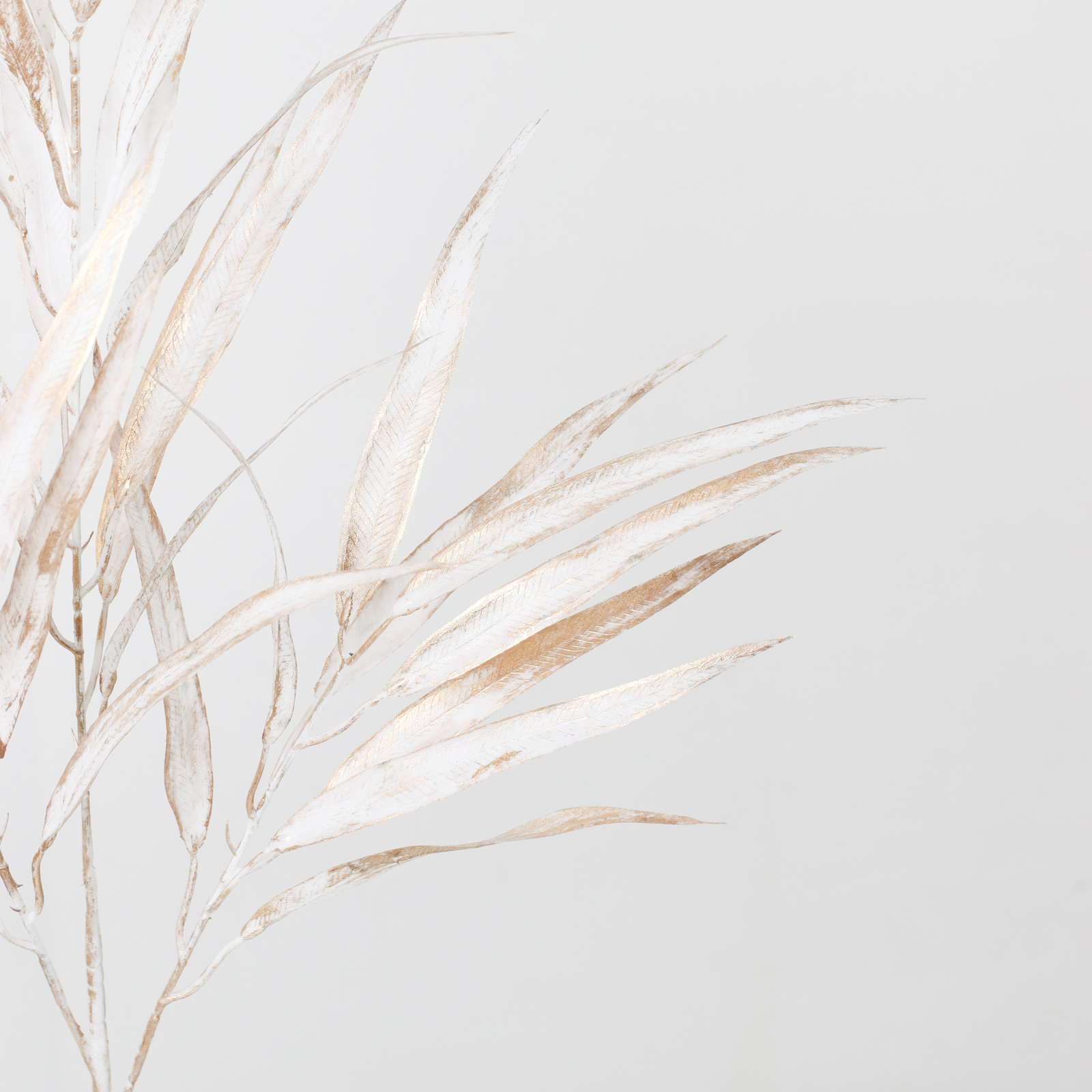 元上代¥1300 ブラッシュホソバユーカリブランチ