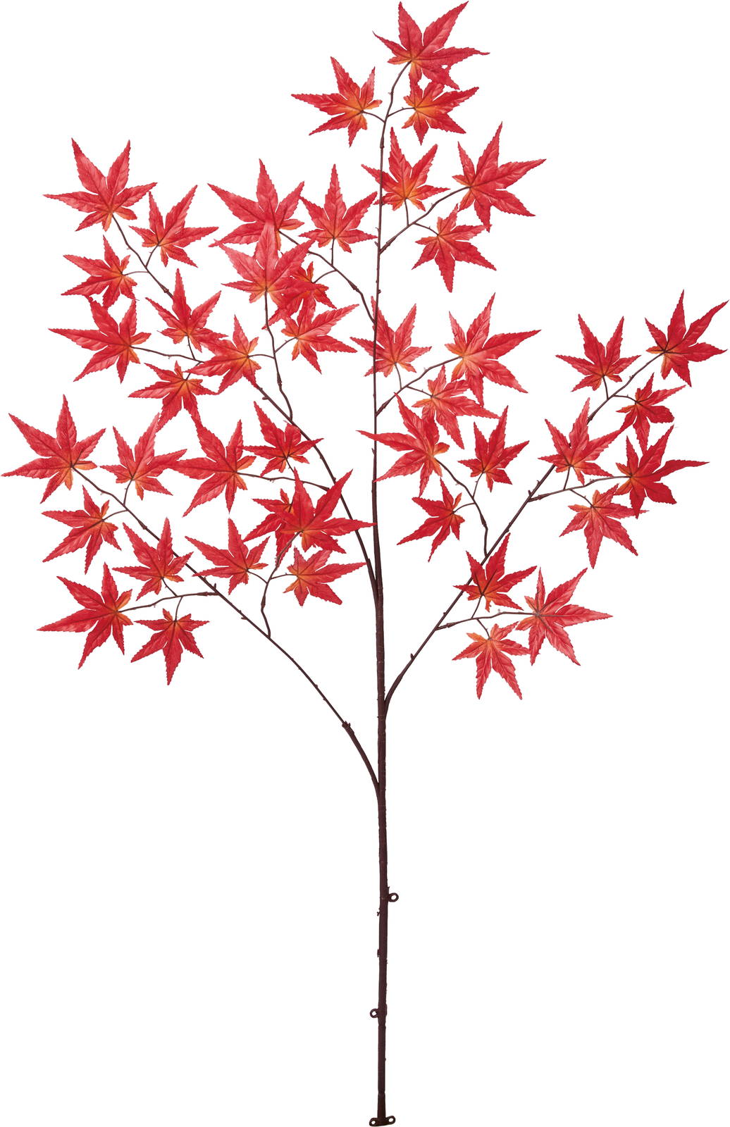 モミジオオエダ