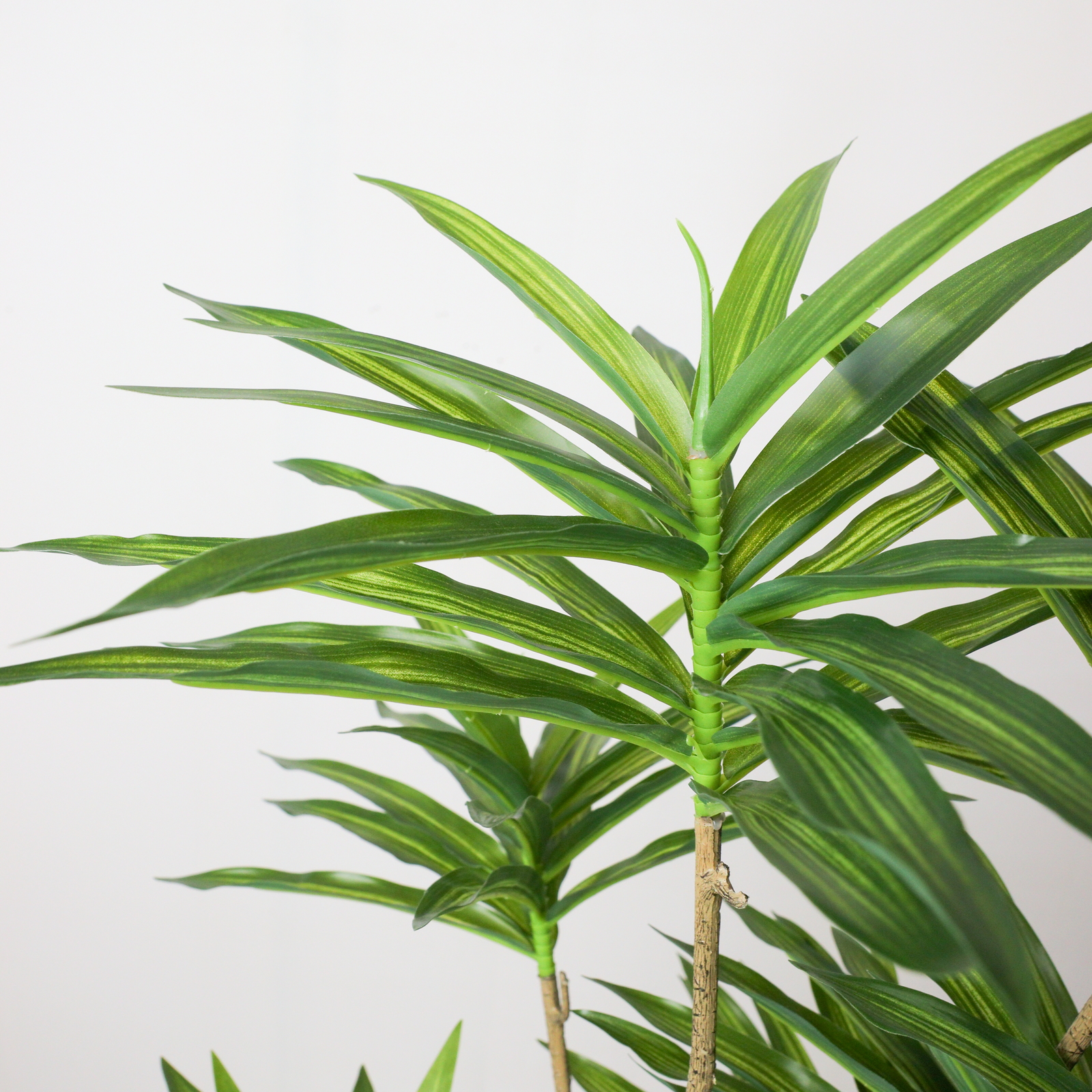 元上代¥16000 ドラセナポット