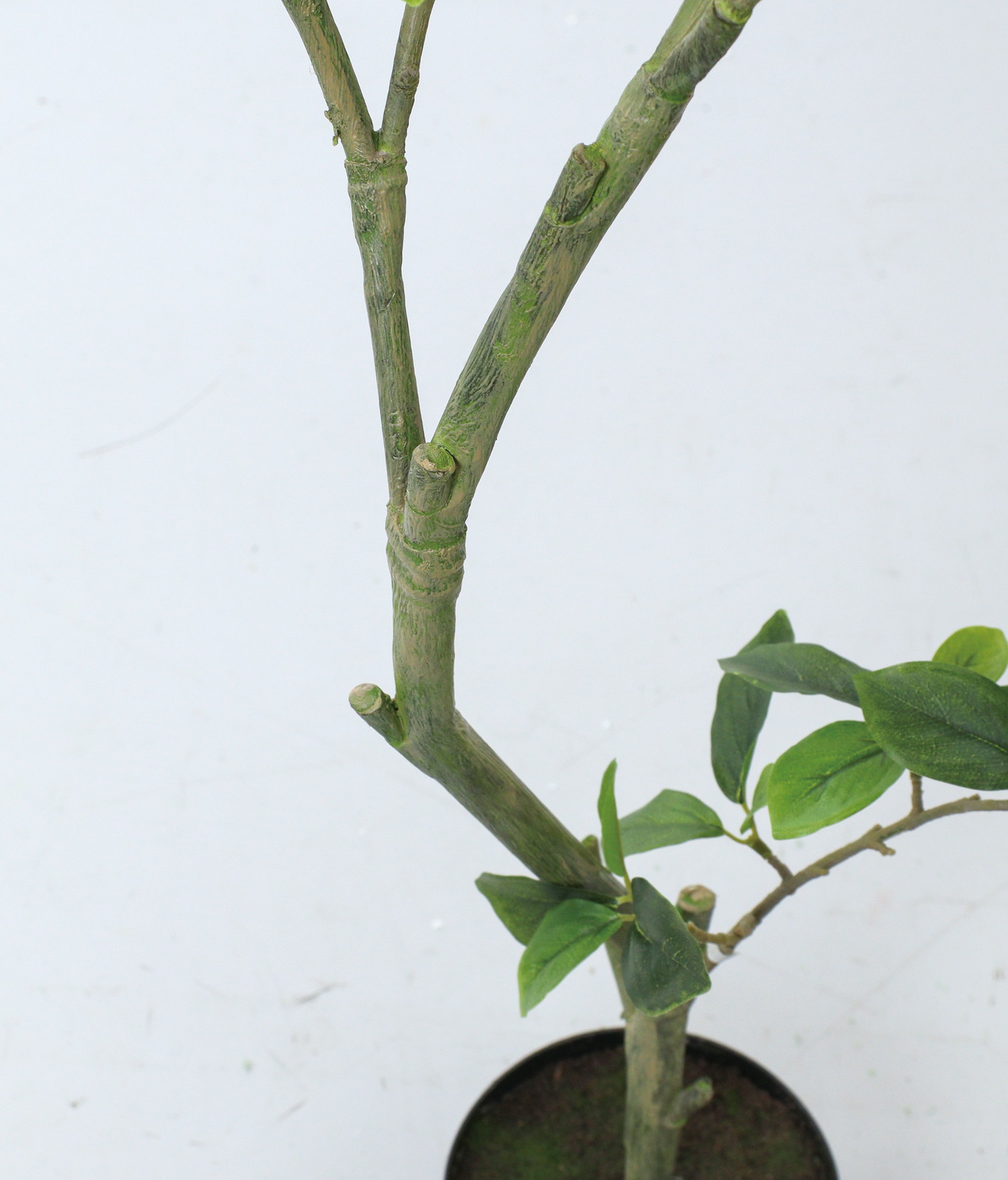 送料別途A】110cmｶﾞｼﾞｭﾏﾙ: インテリアグリーン（鉢物・樹木