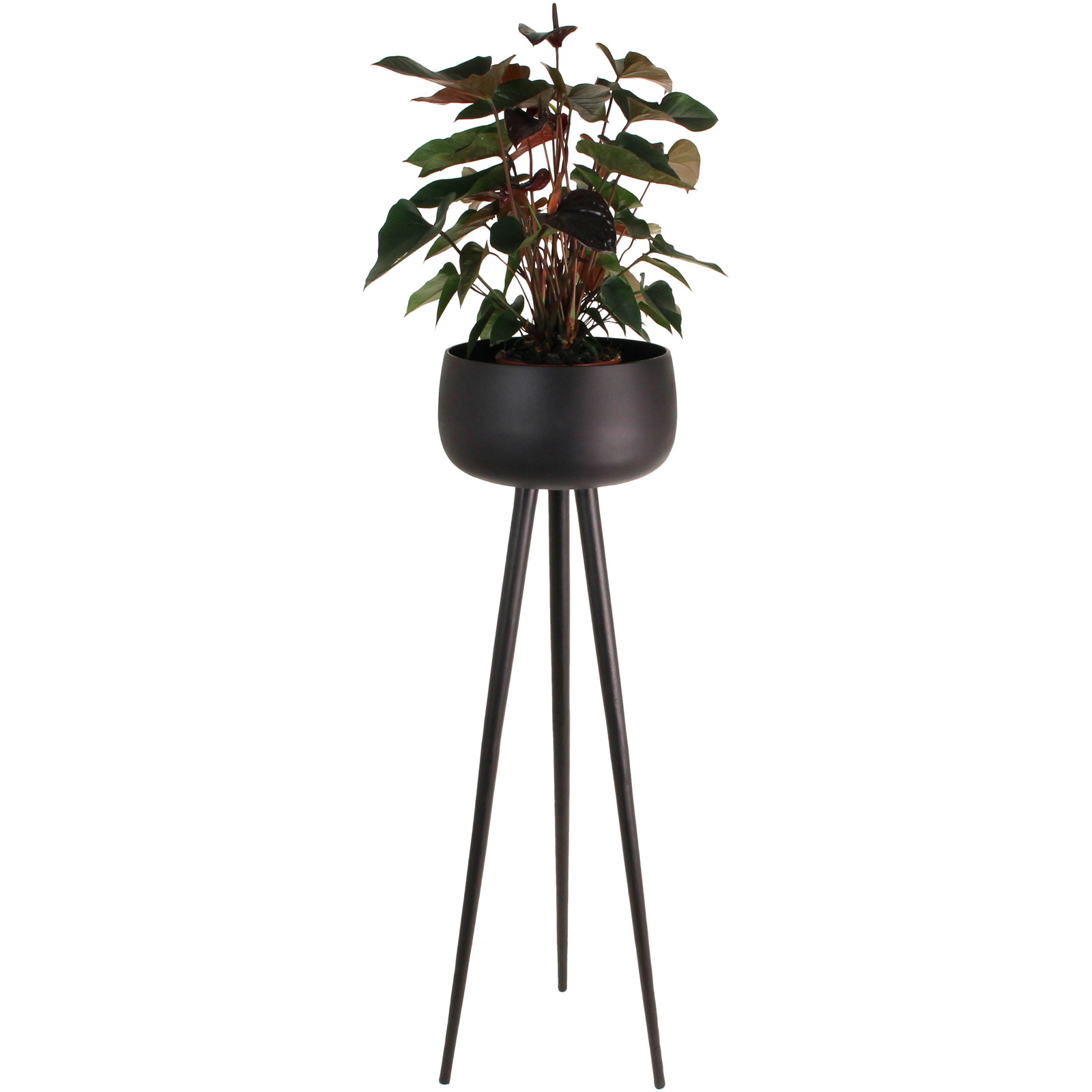 ��Planter Black 32x32x108