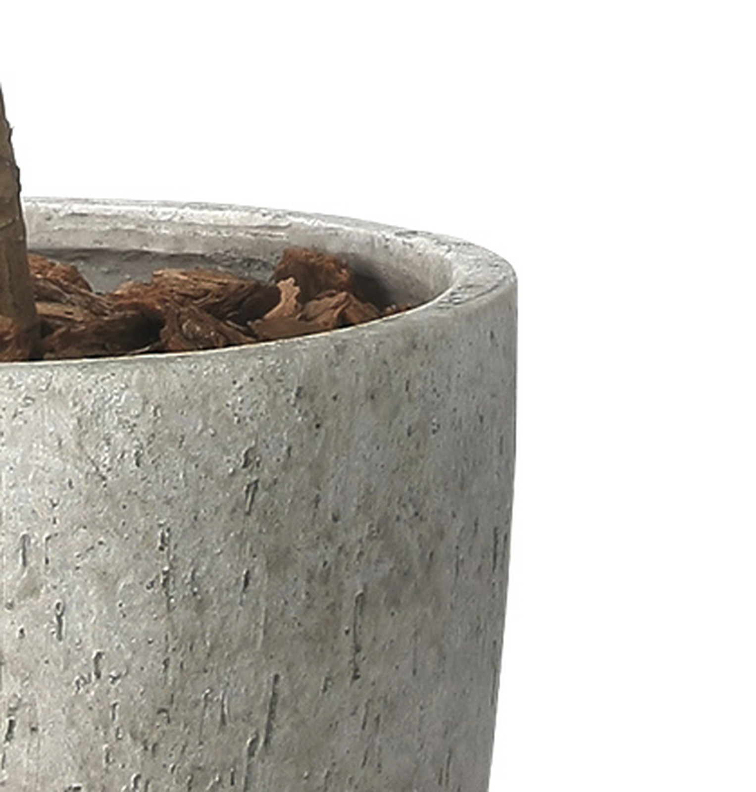 【別途送料】ナチュラルパキラ1.6