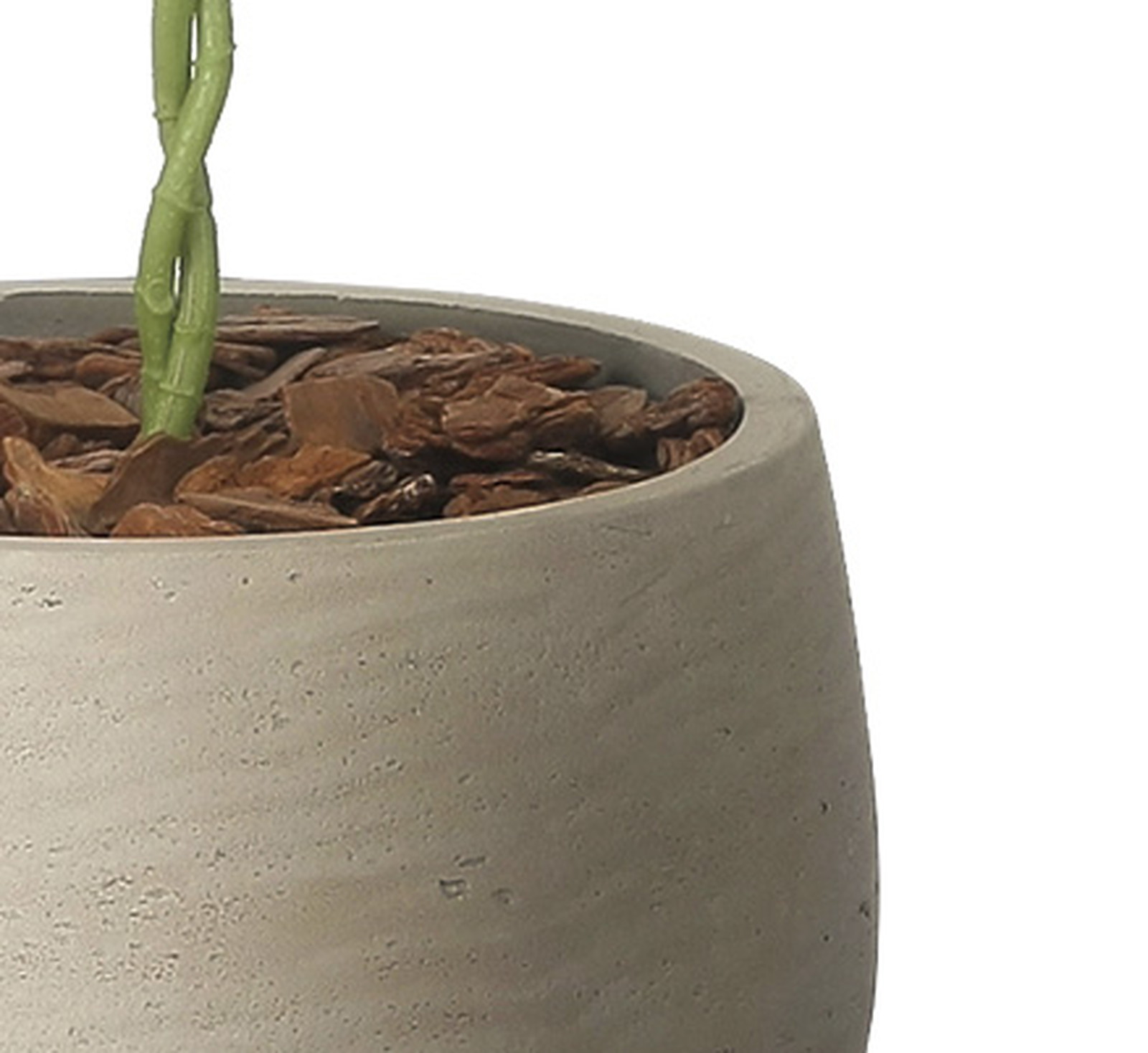 【送料別途】ナチュラルパキラ90