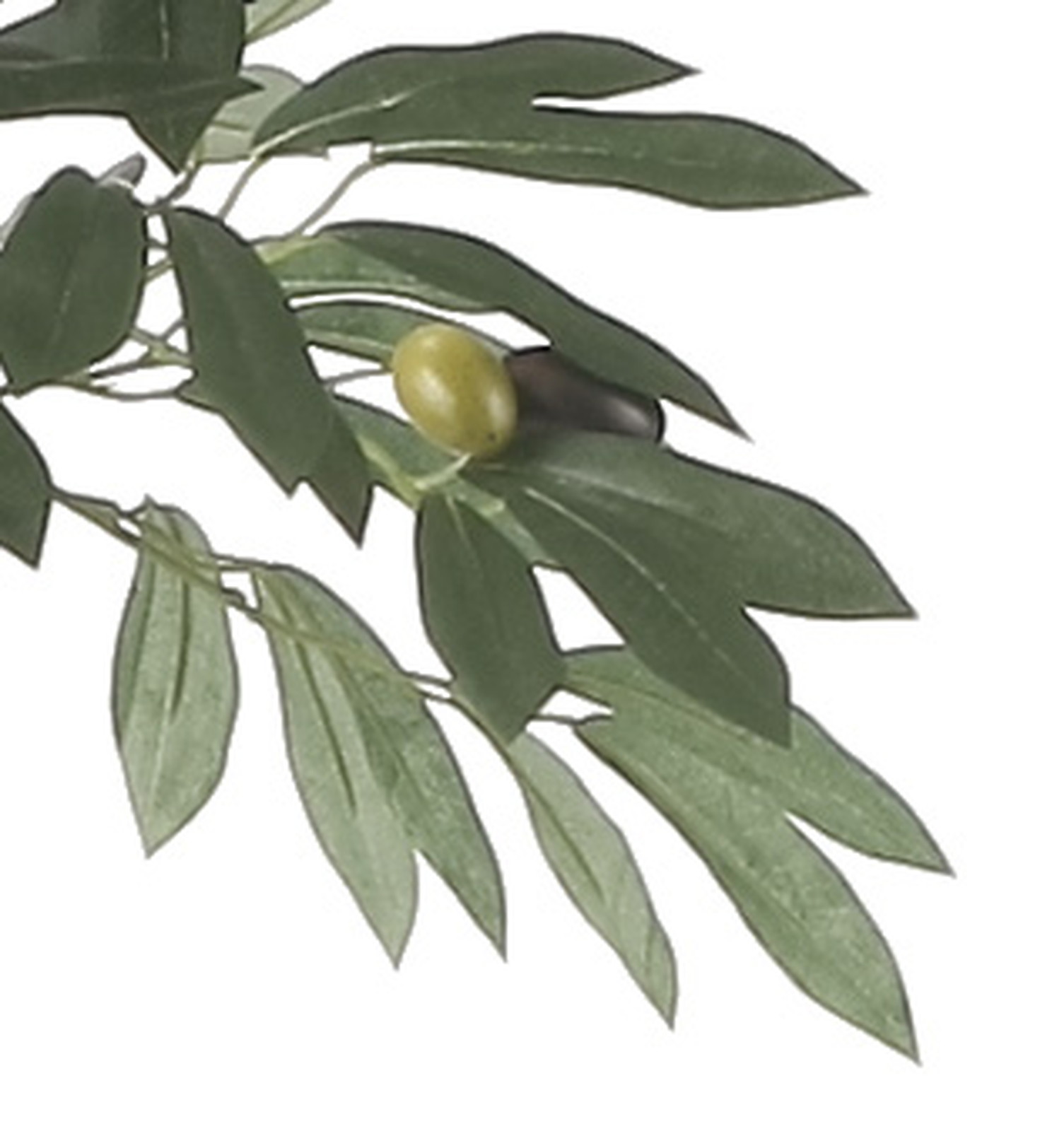 【送料別途】オリーブツリー1.35