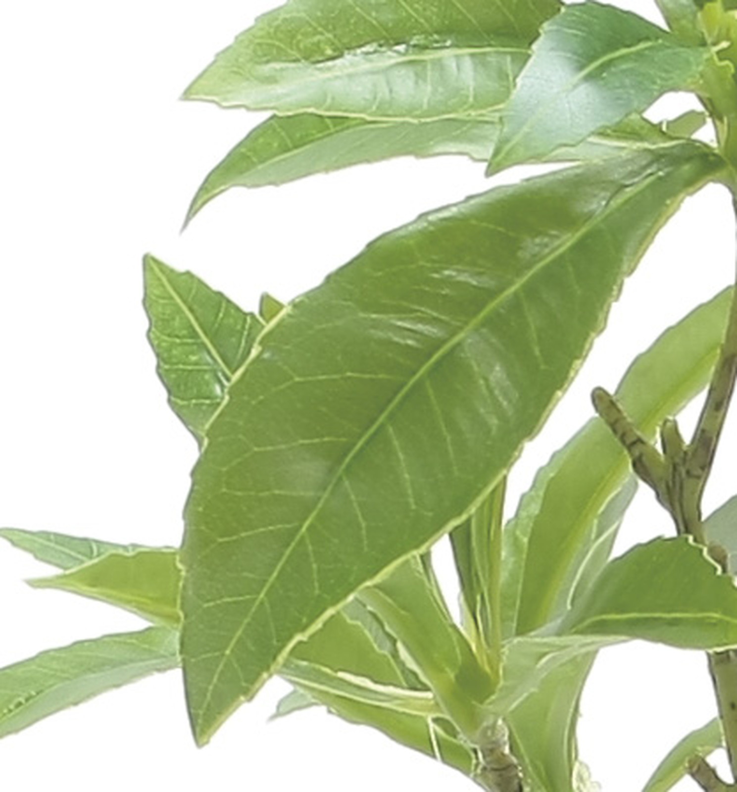 【送料別途】フレッシュアセビ