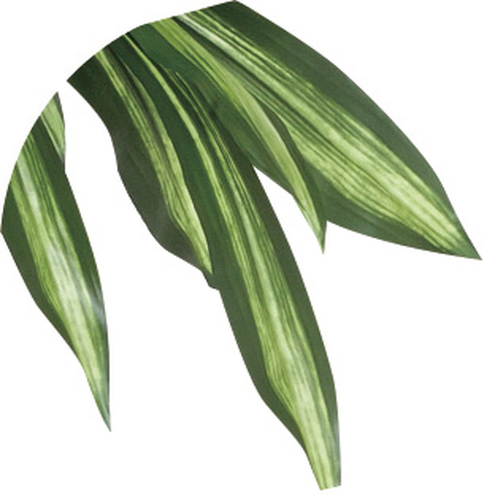 【別途送料】新品番YAT400R400 幸福の木 1.6