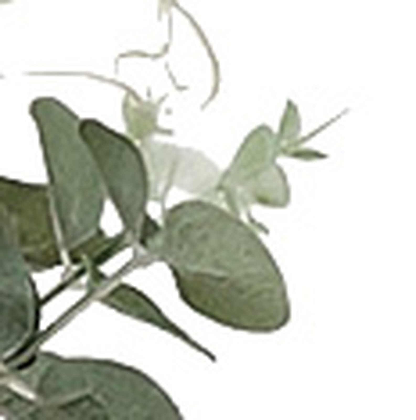 【別途送料】ユ-カリ1.6