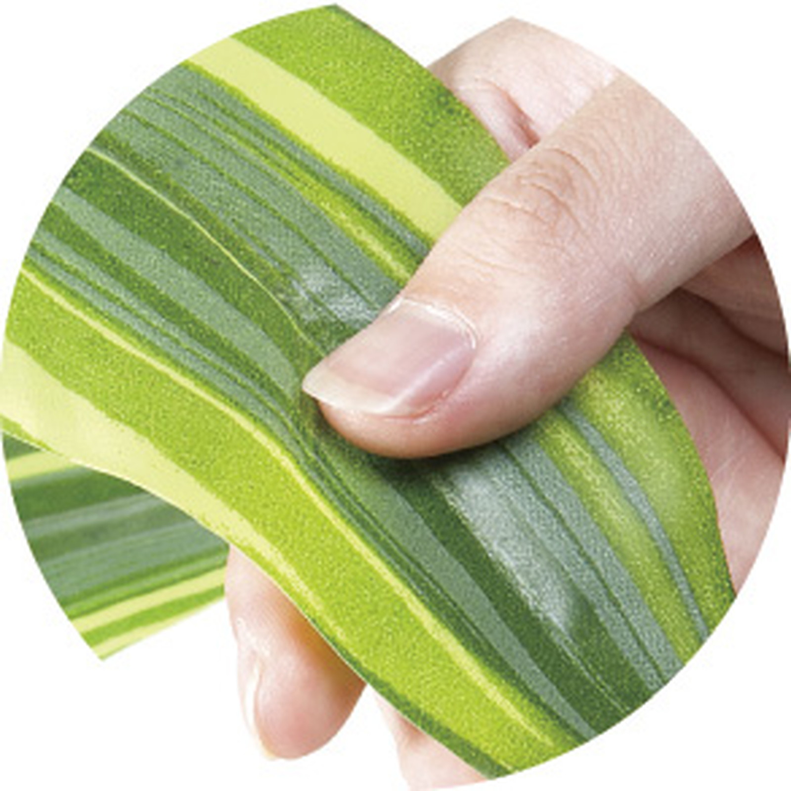 【別途送料】新品番YAT428R300 フレッシュドラセナ1.25