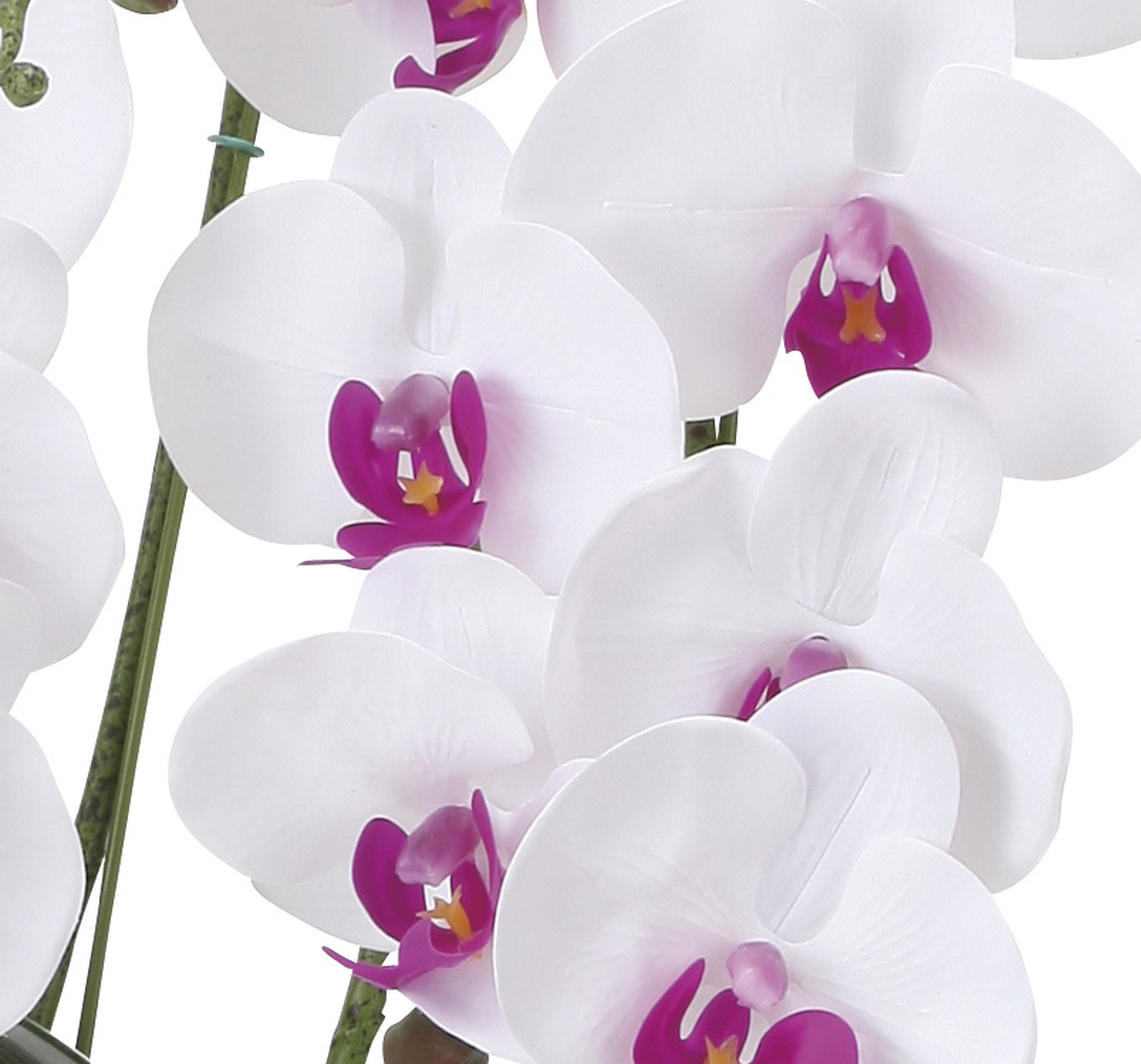 【別途送料】フレッシュ胡蝶蘭 5本立W/L