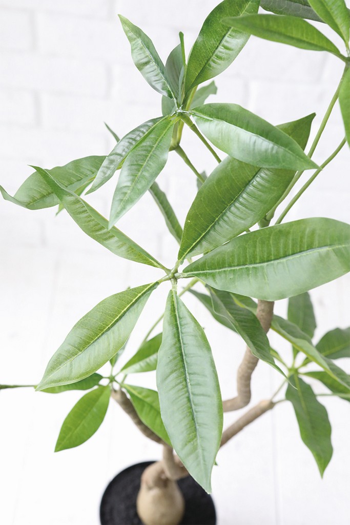 �y�l��z���s�z�߷ץ²��