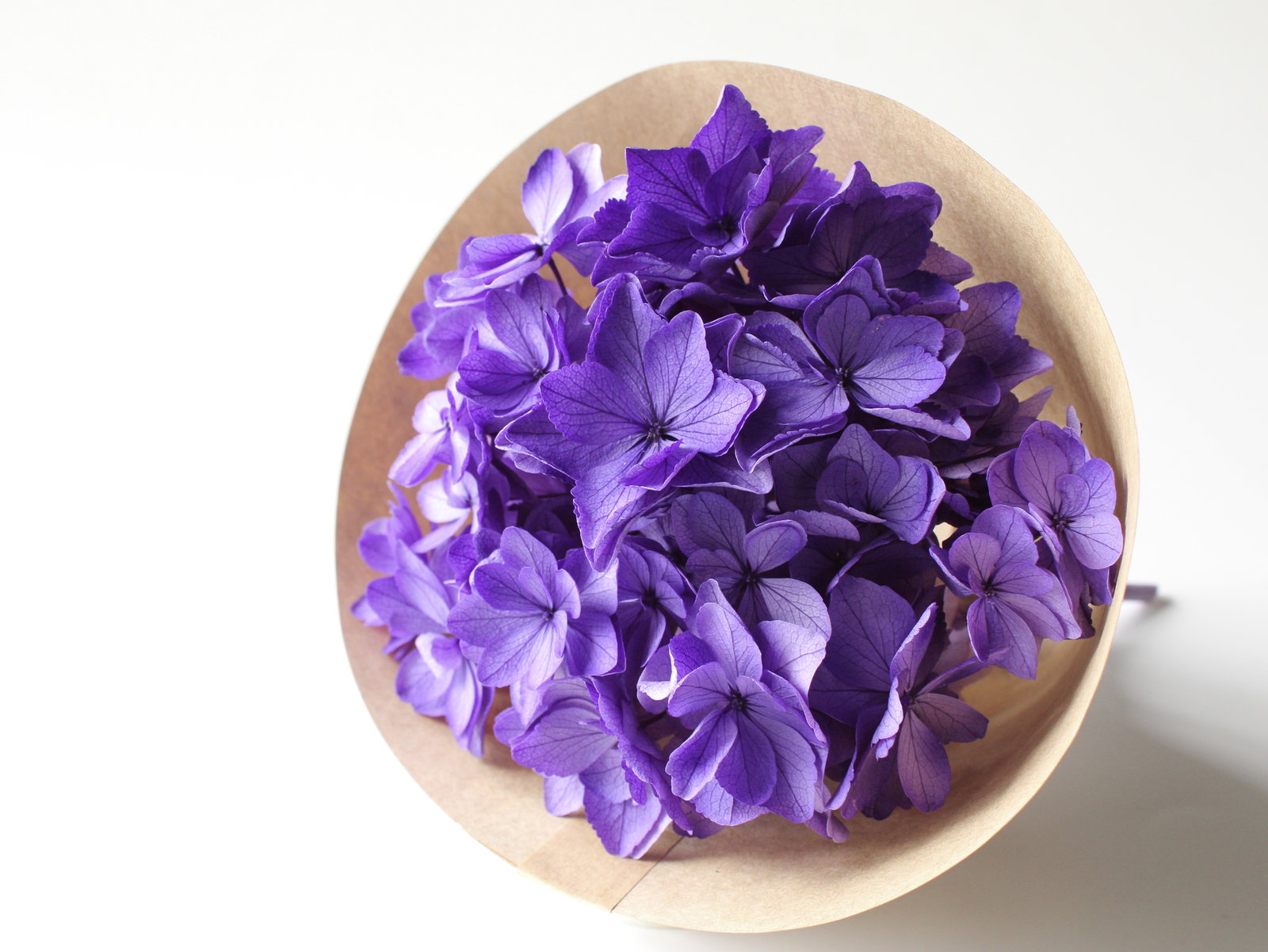 ひなアジサイ パープル