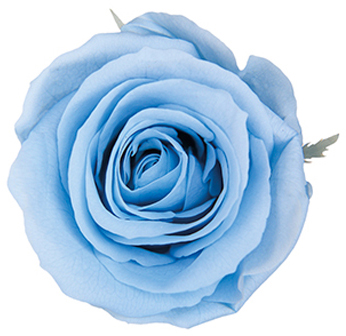 メディアナローズ カラーパレット アクア