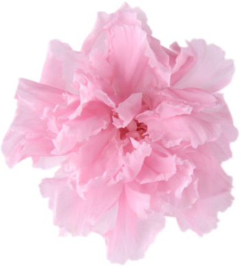 �~�j�J�[�l�[�V�����@�J���[�p���b�g �|�b�v