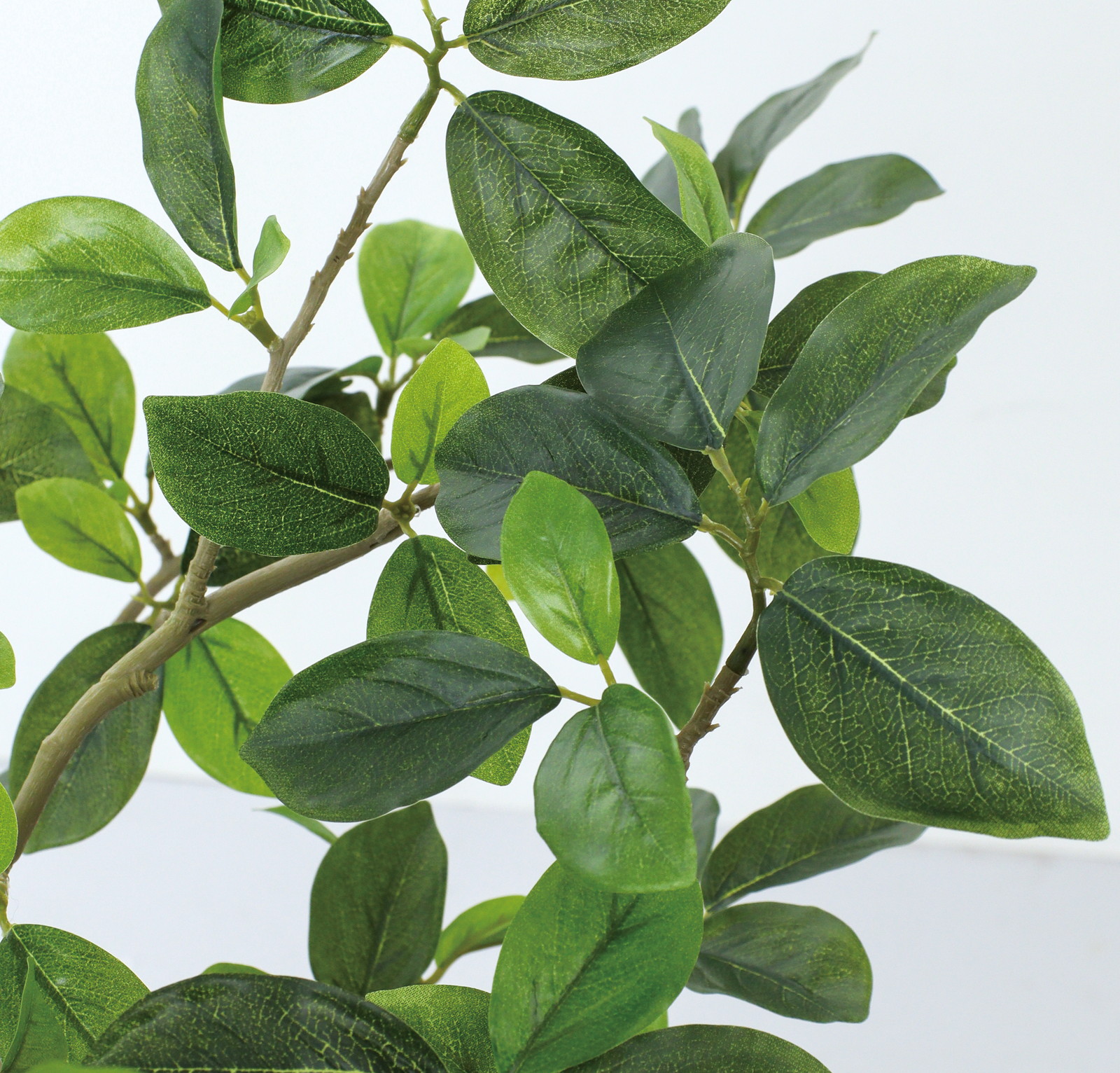 送料別途A】110cmｶﾞｼﾞｭﾏﾙ: インテリアグリーン（鉢物・樹木