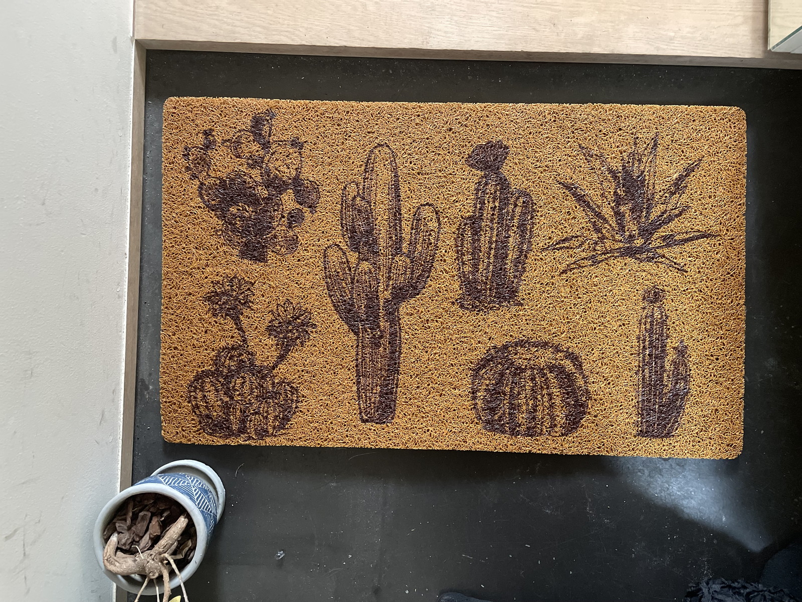 �y�l��z���s�z̶̶�׽ϯ� Saboten