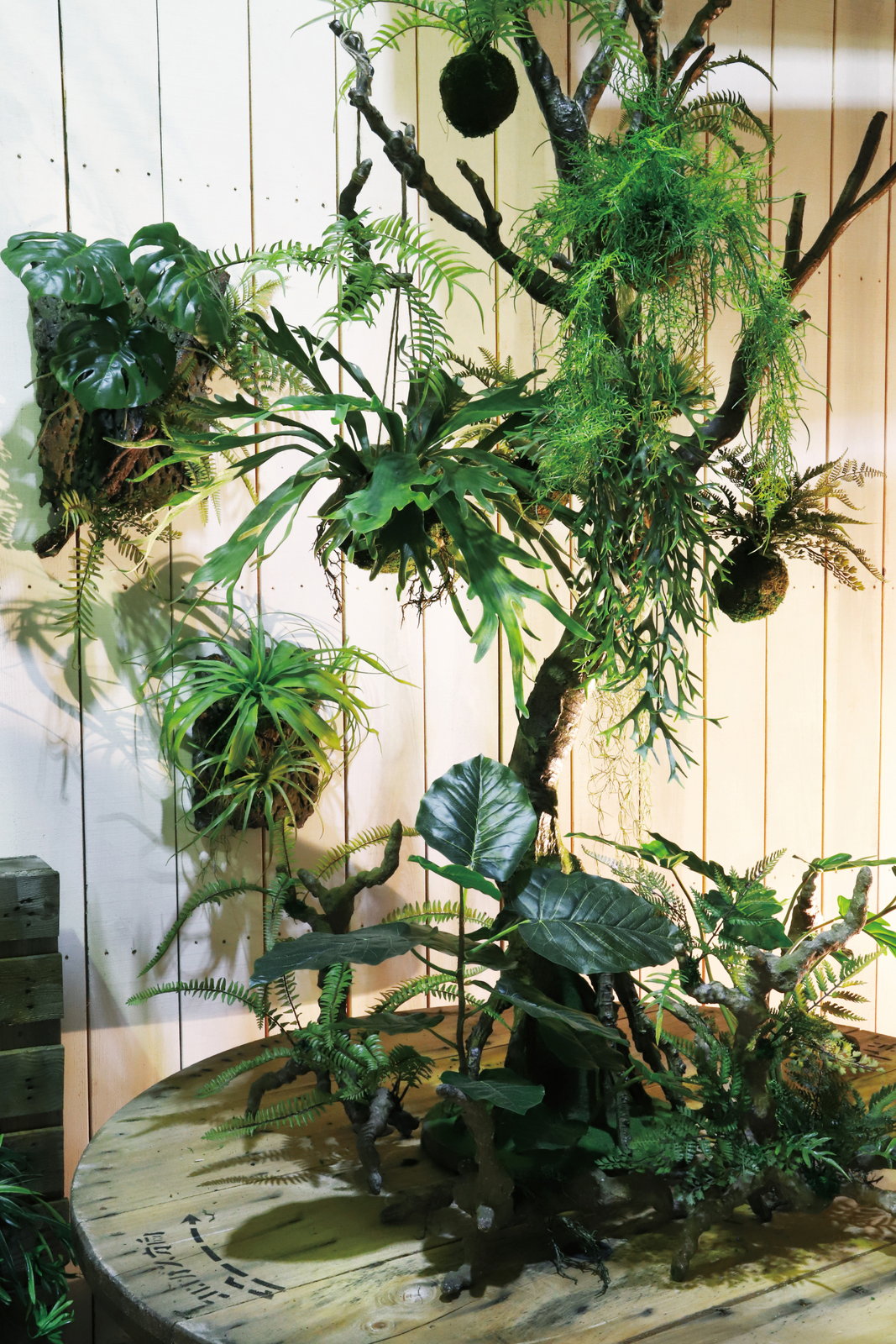 送料別途】ｱｽﾊﾟﾗｶﾞｽ ﾓｽﾎﾞｰﾙ: インテリアグリーン（鉢物・樹木） ｜ YDM