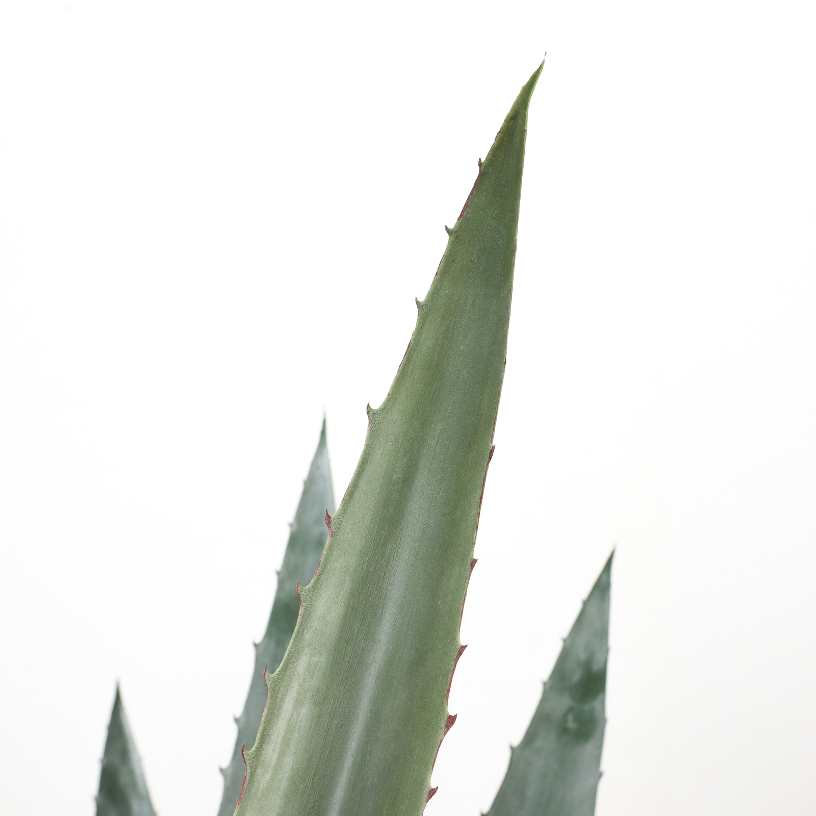 ����く1800 35CM�ݽ���߯�