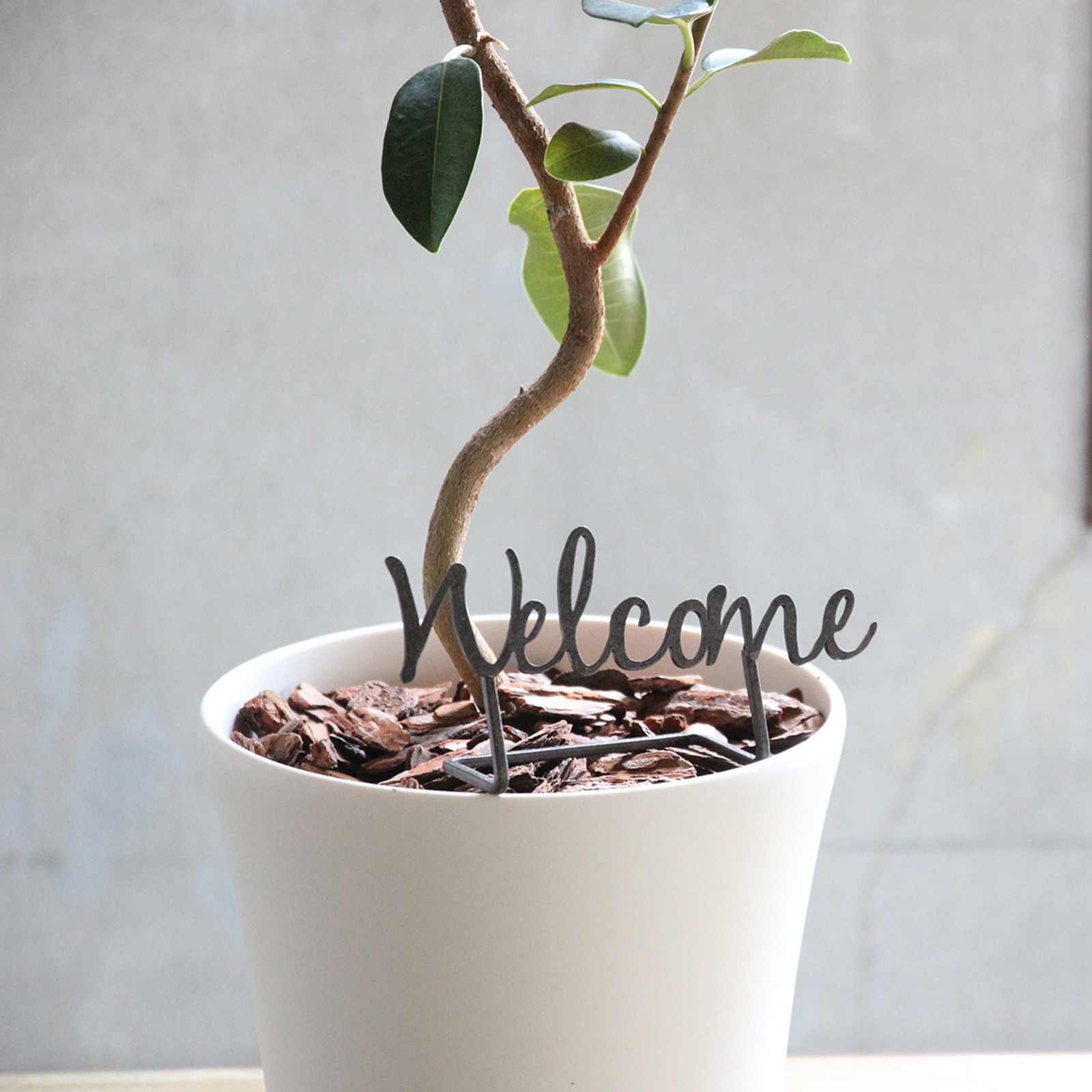 ylzsz޺WelcomeׯS