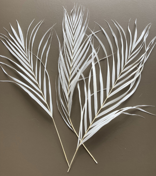 �A���J���V�@�I�t�z���C�g