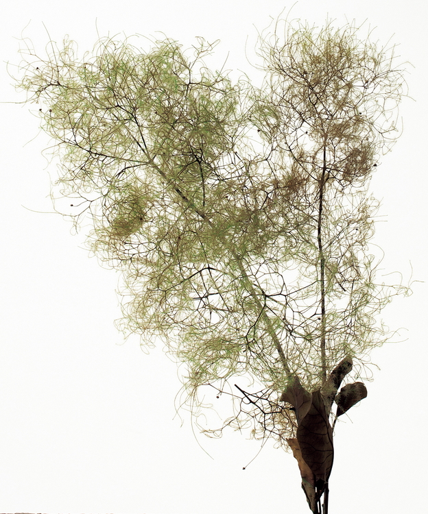 【メーカー廃盤】スモークツリー・ライトグリーン