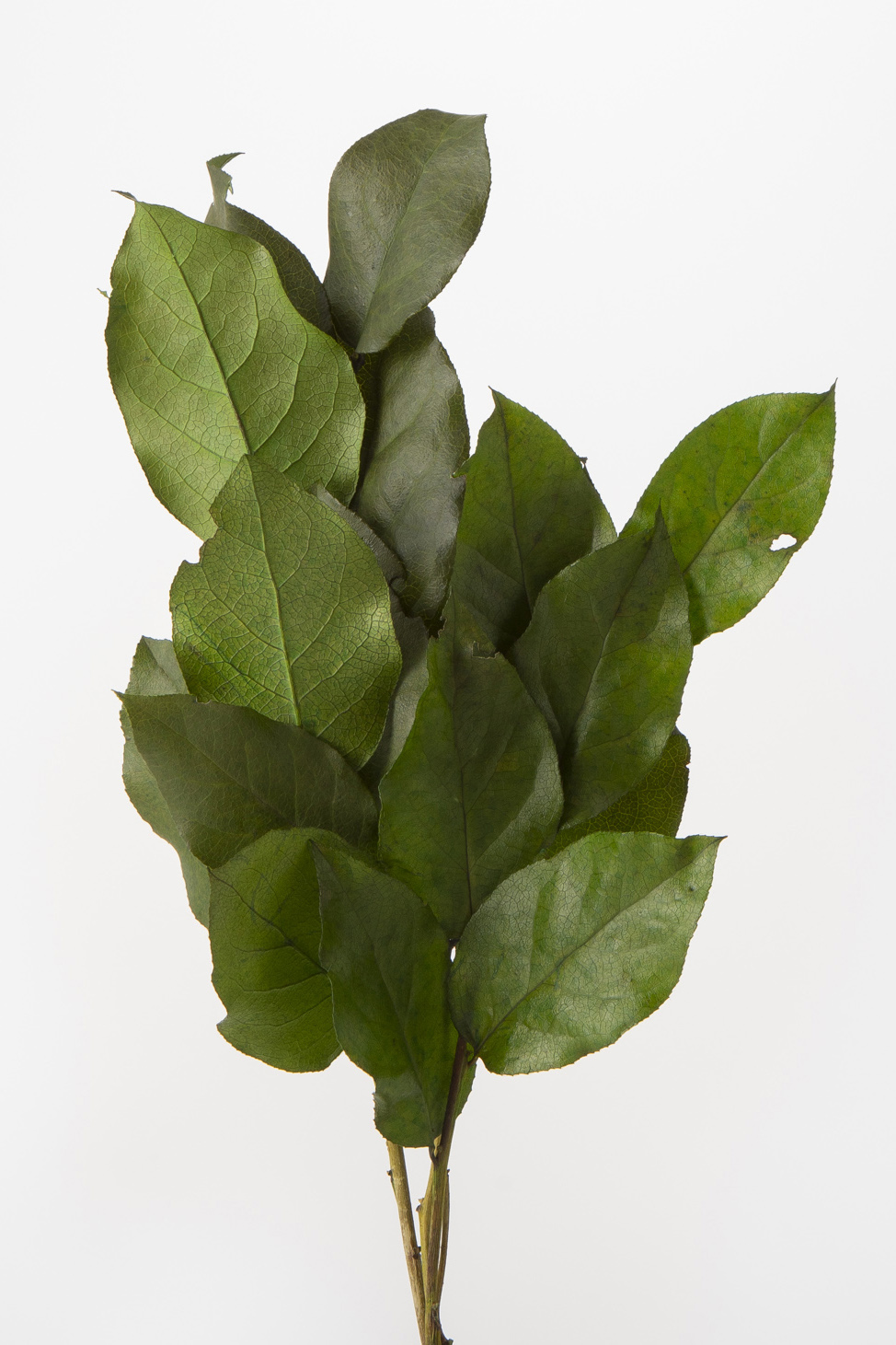 廃番】ﾚﾓﾝﾘｰﾌ ｸﾞﾘｰﾝ: プリザーブドフラワー ｜ YDMオンライン