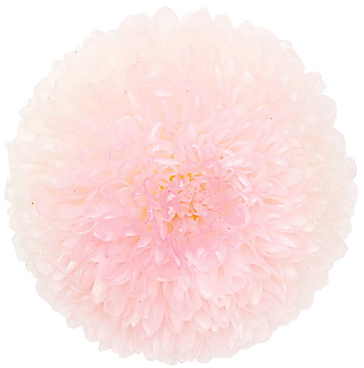ポンポン菊・ミディ ホワイトピンク